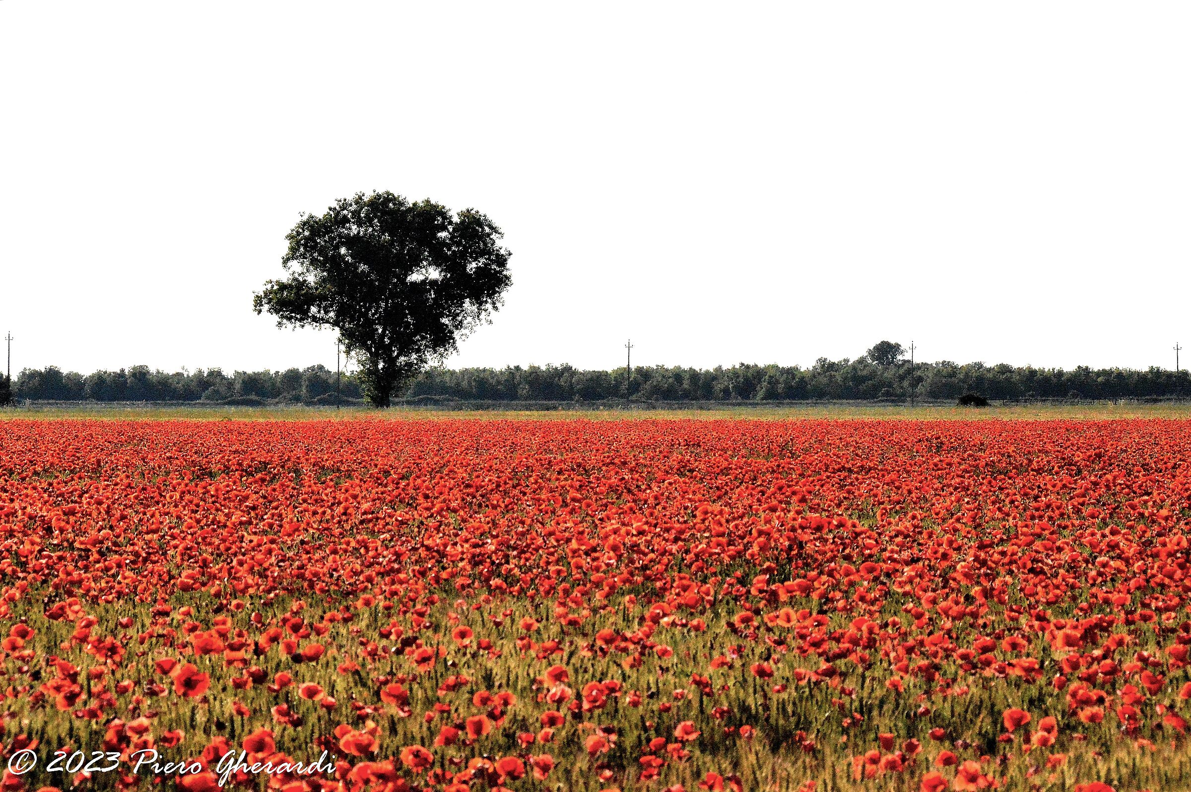 Campagna