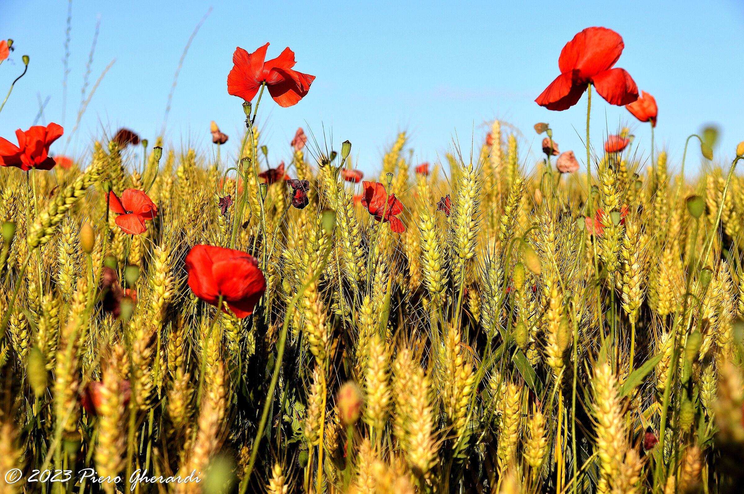 Campagna