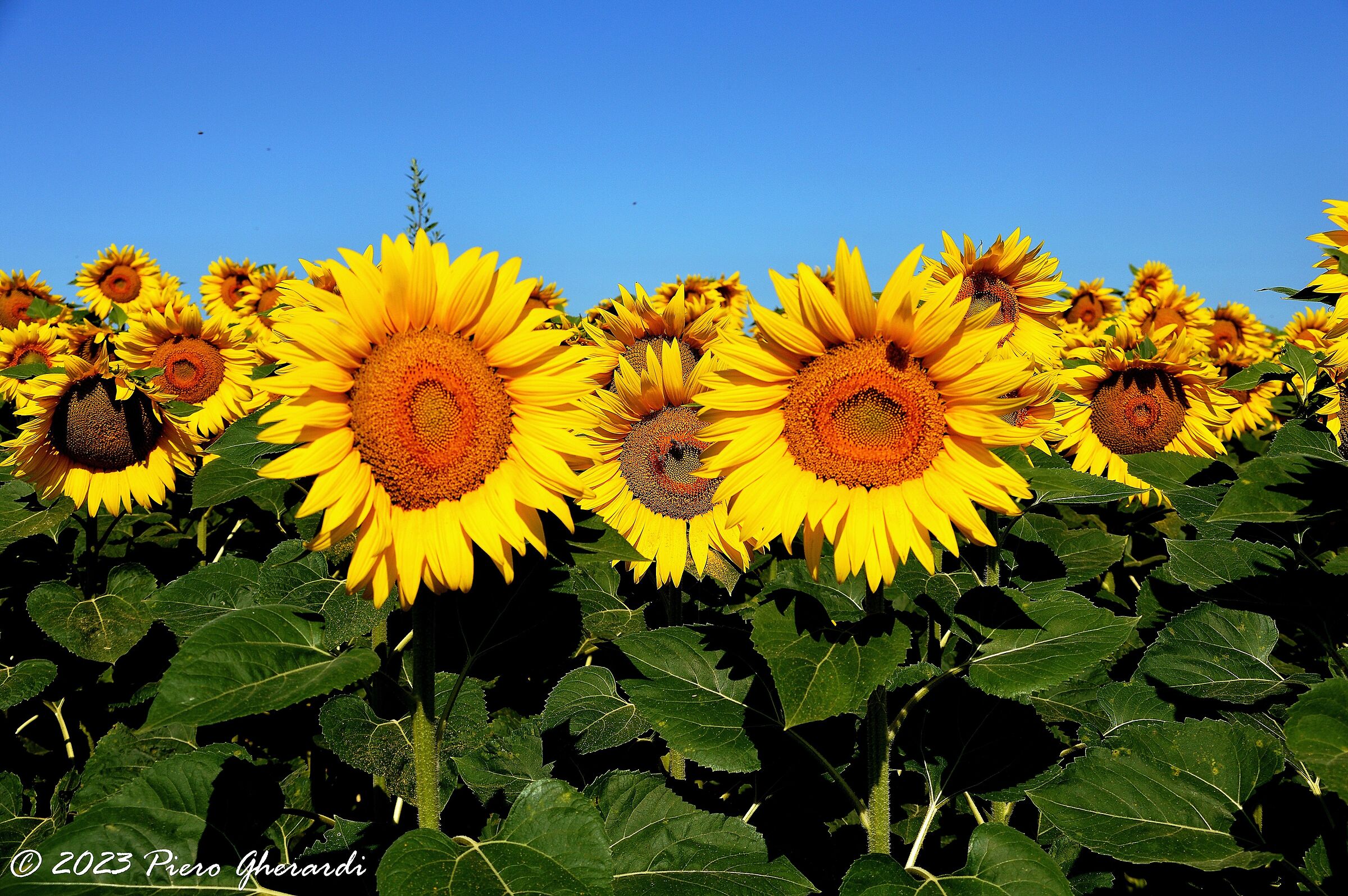 Campagna