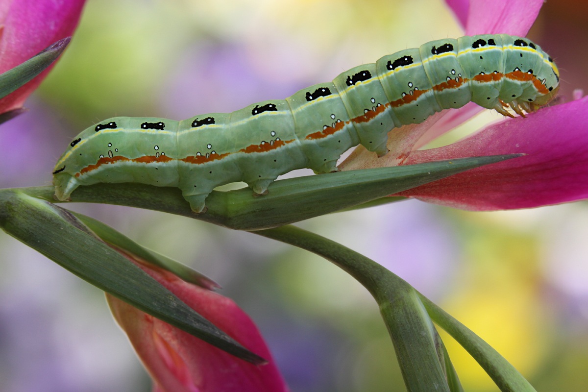 UGO THE caterpillar ;)