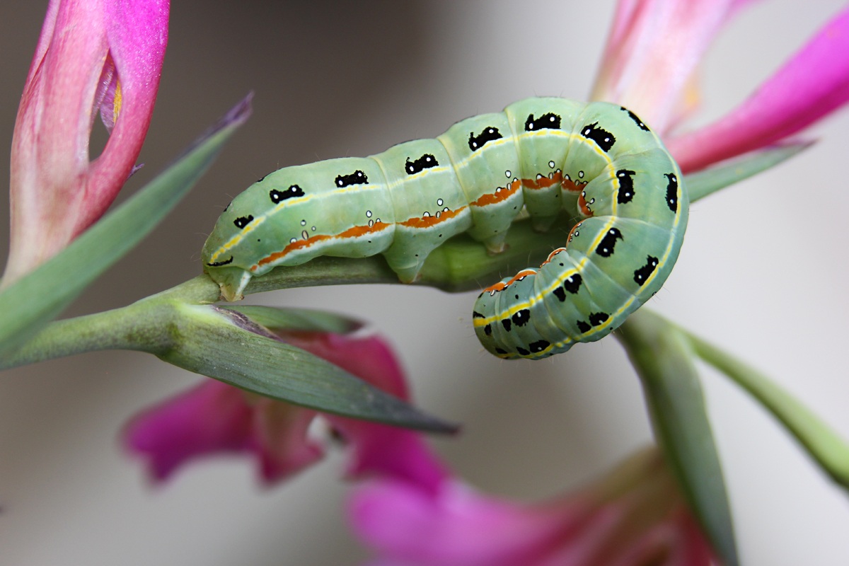 UGO THE caterpillar ;)