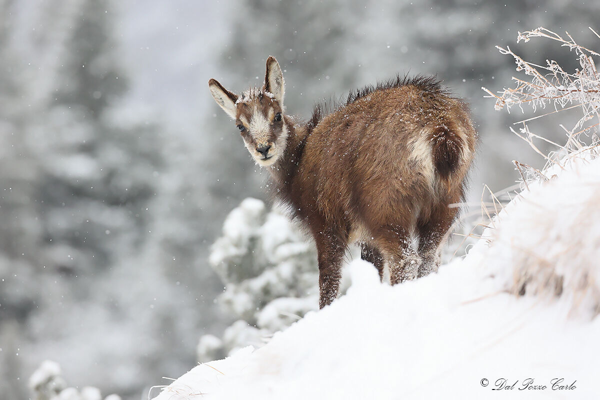 Small.... snowflakes...