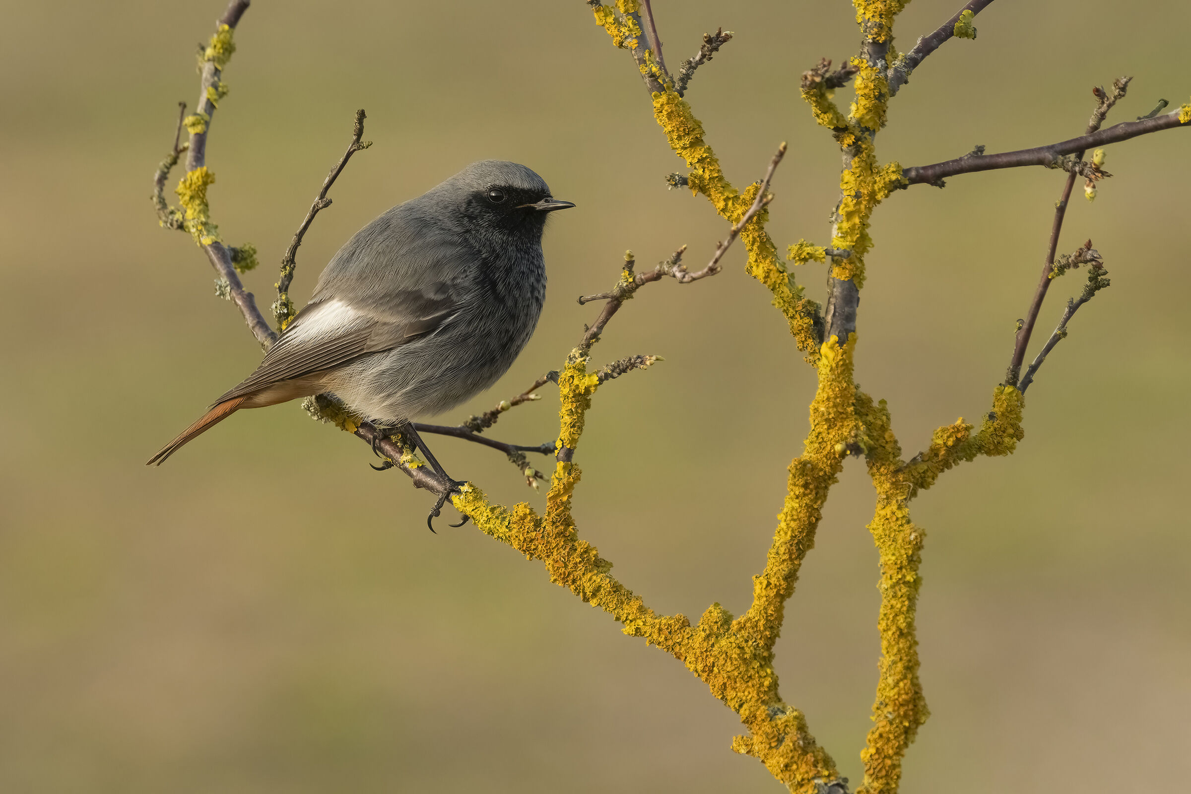 Black redstart
