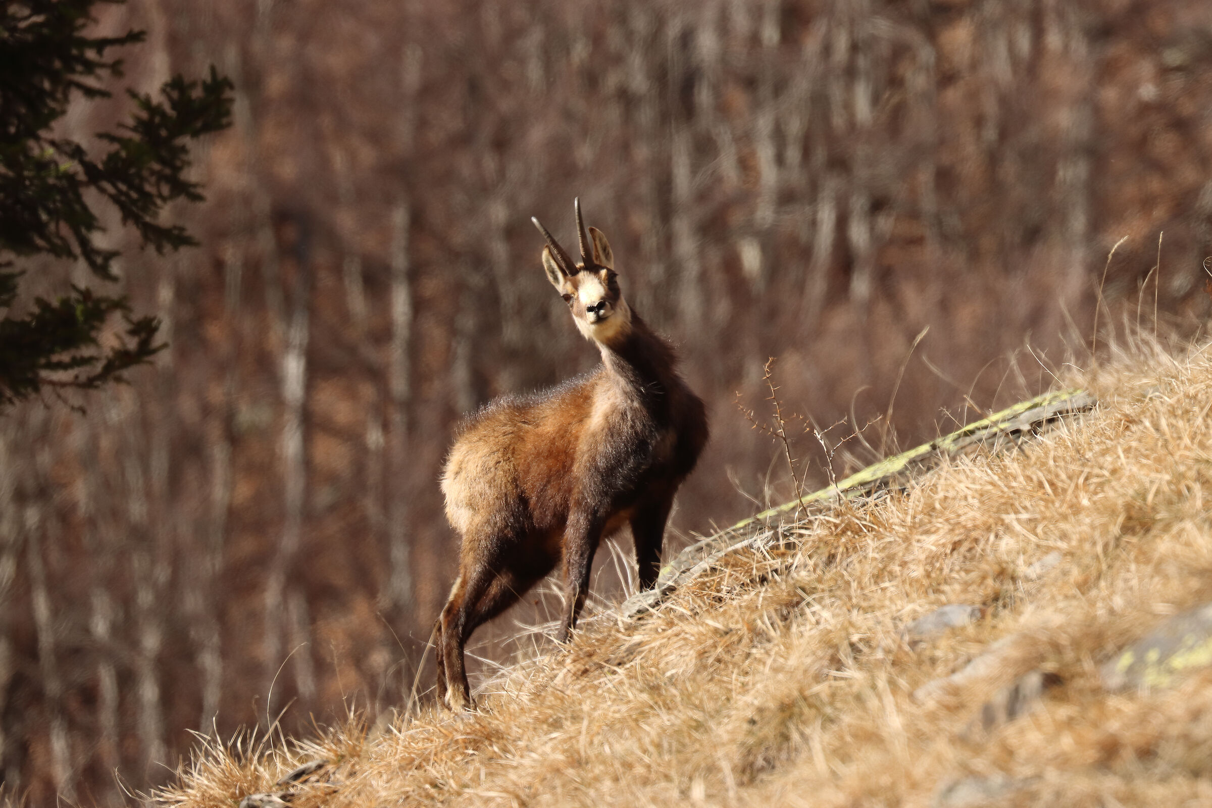 guarded chamois