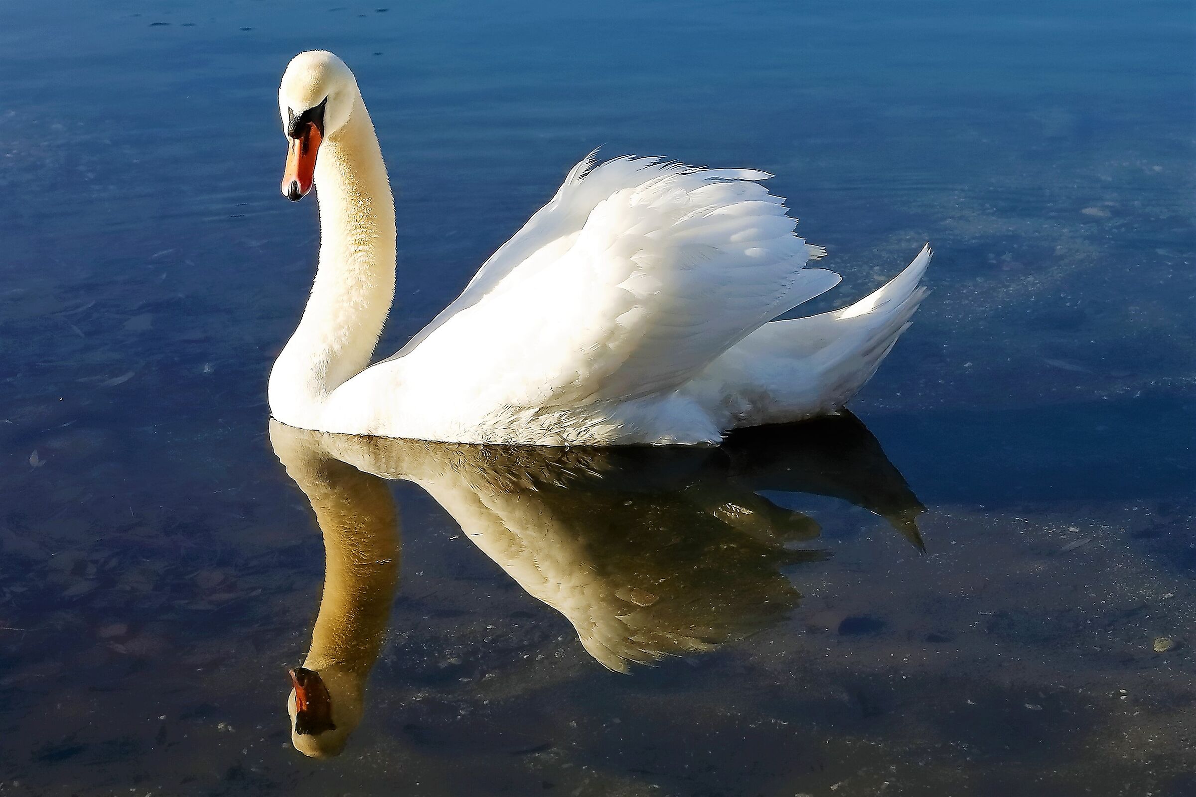 Cigno R 14 gennaio 2023