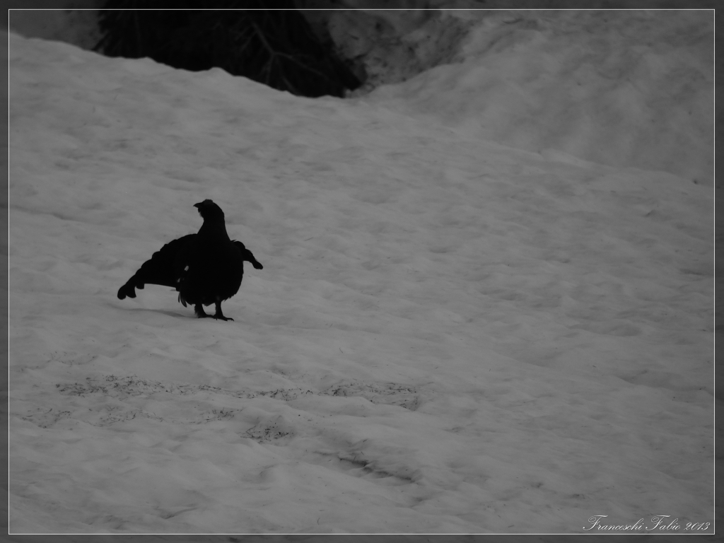 Gallo Forcello si inizia!