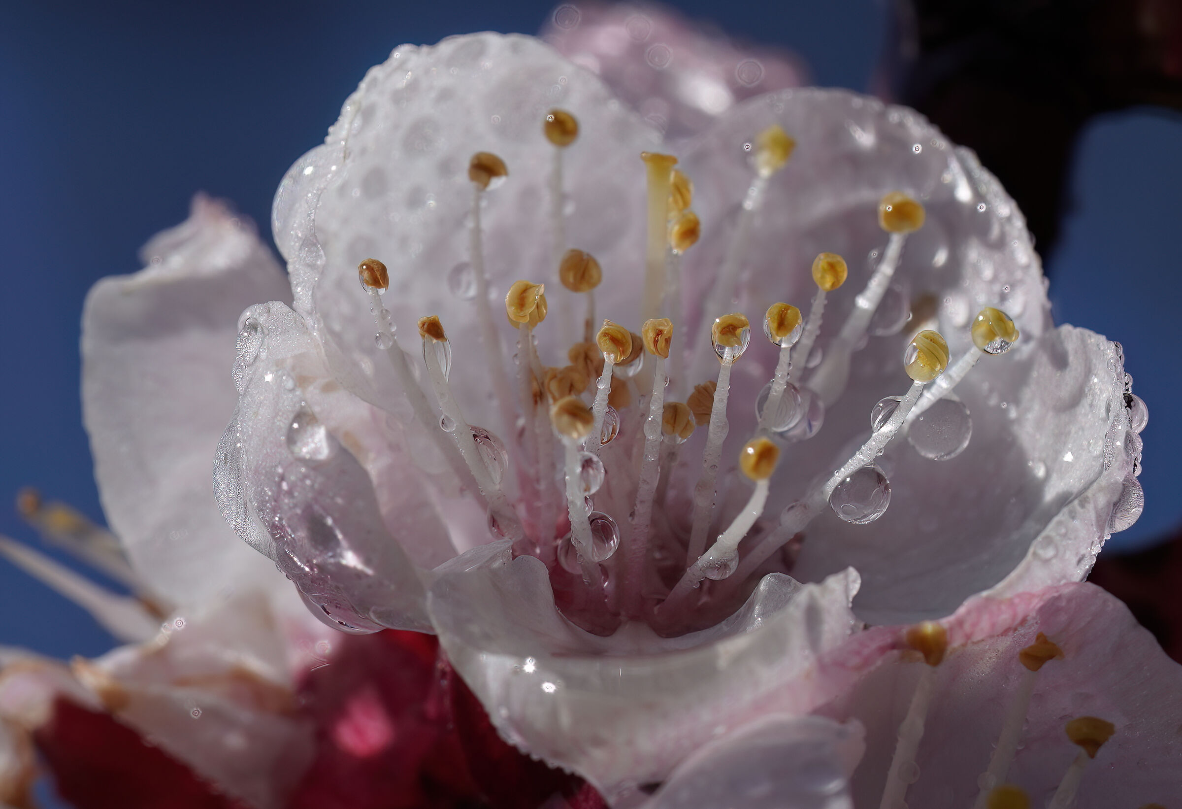 Simple flower...