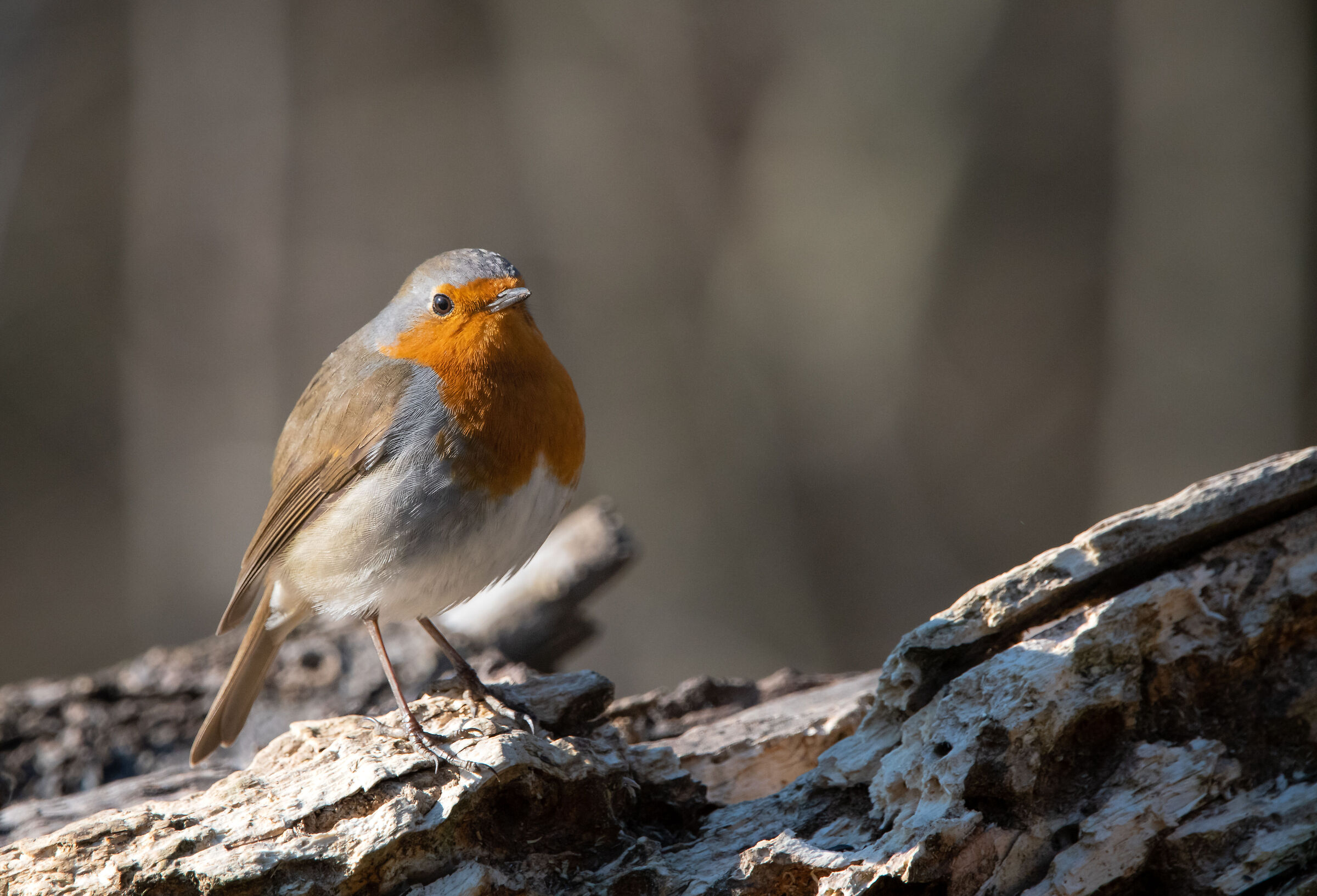 Robin