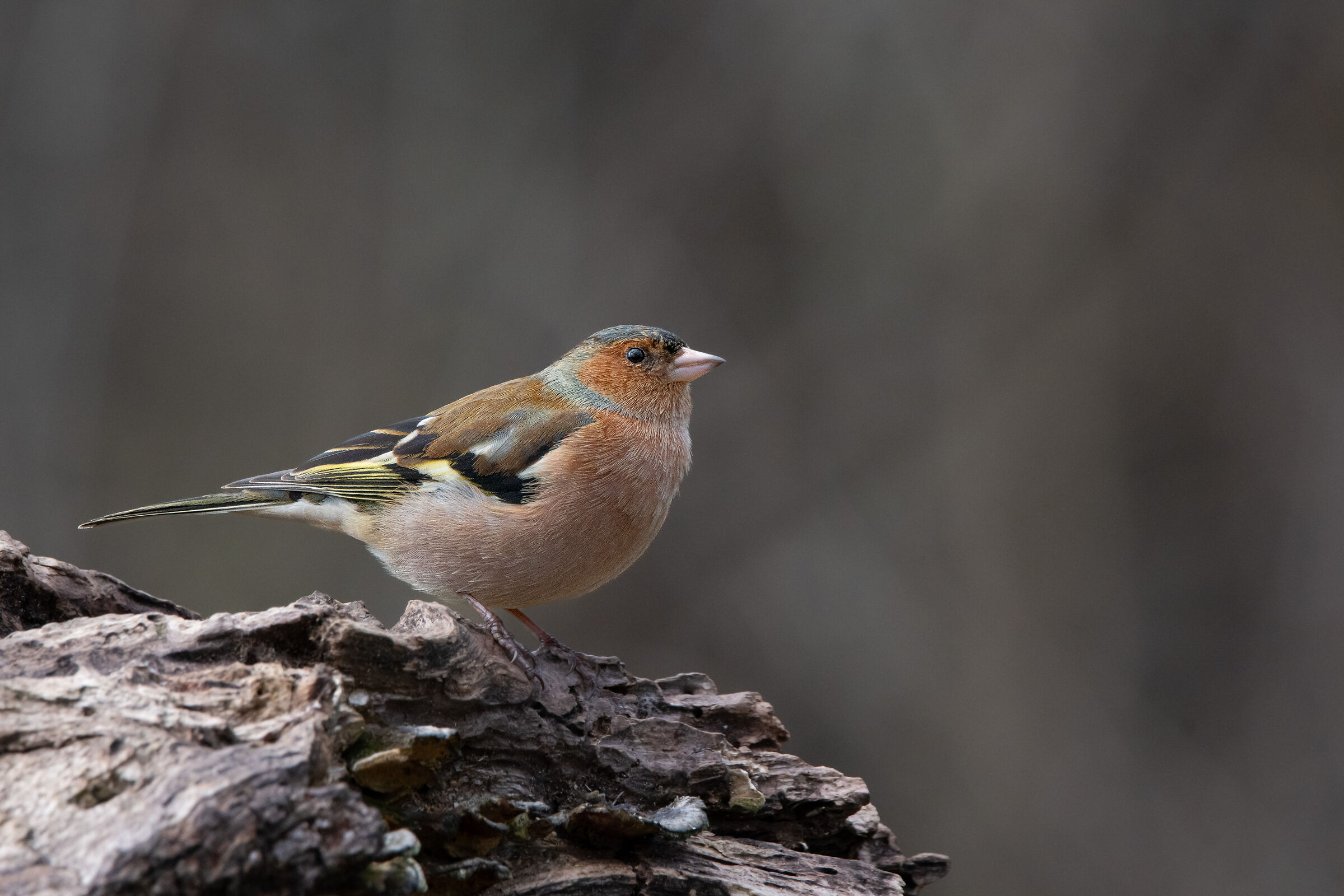 Chaffinch