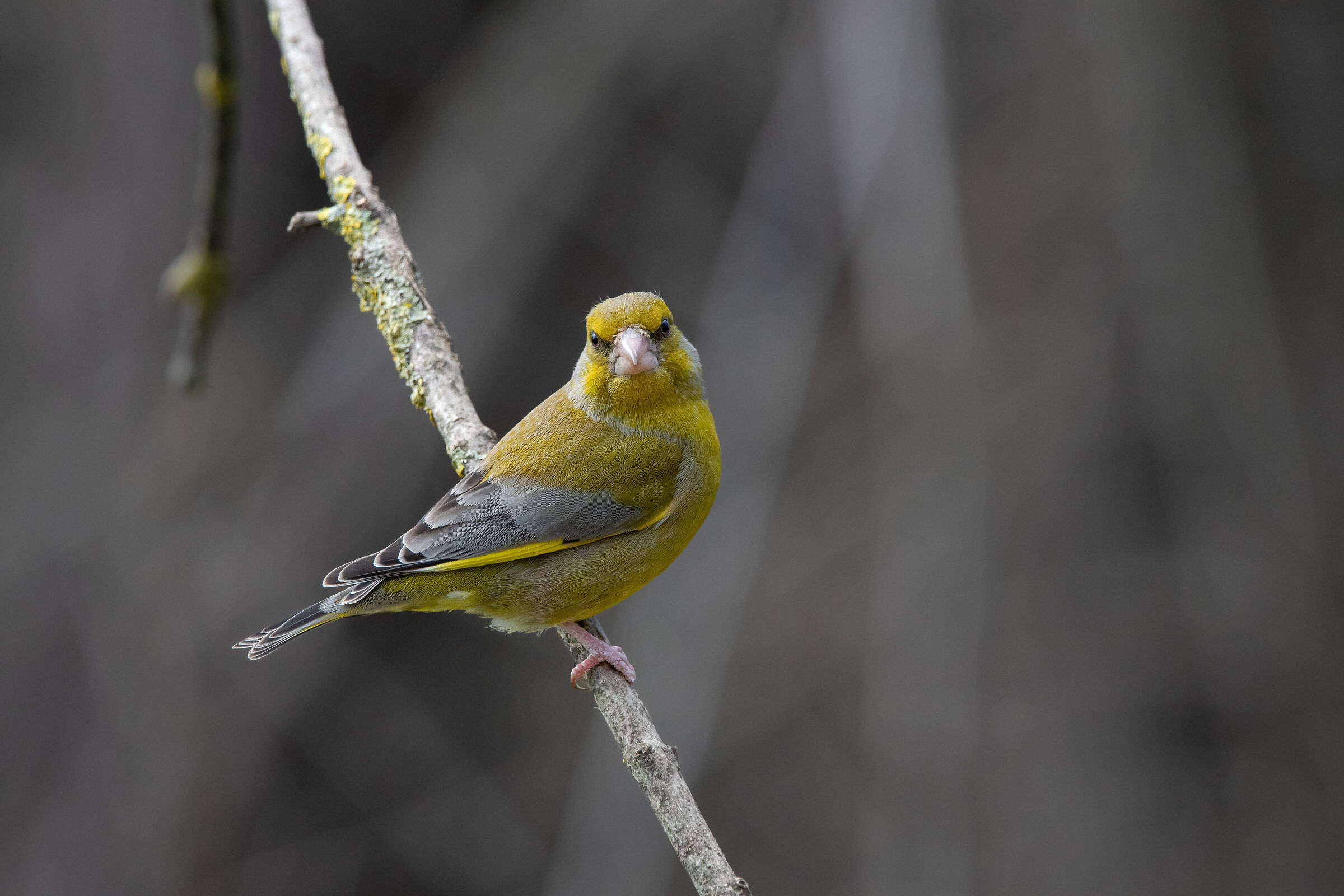 Greenfinch