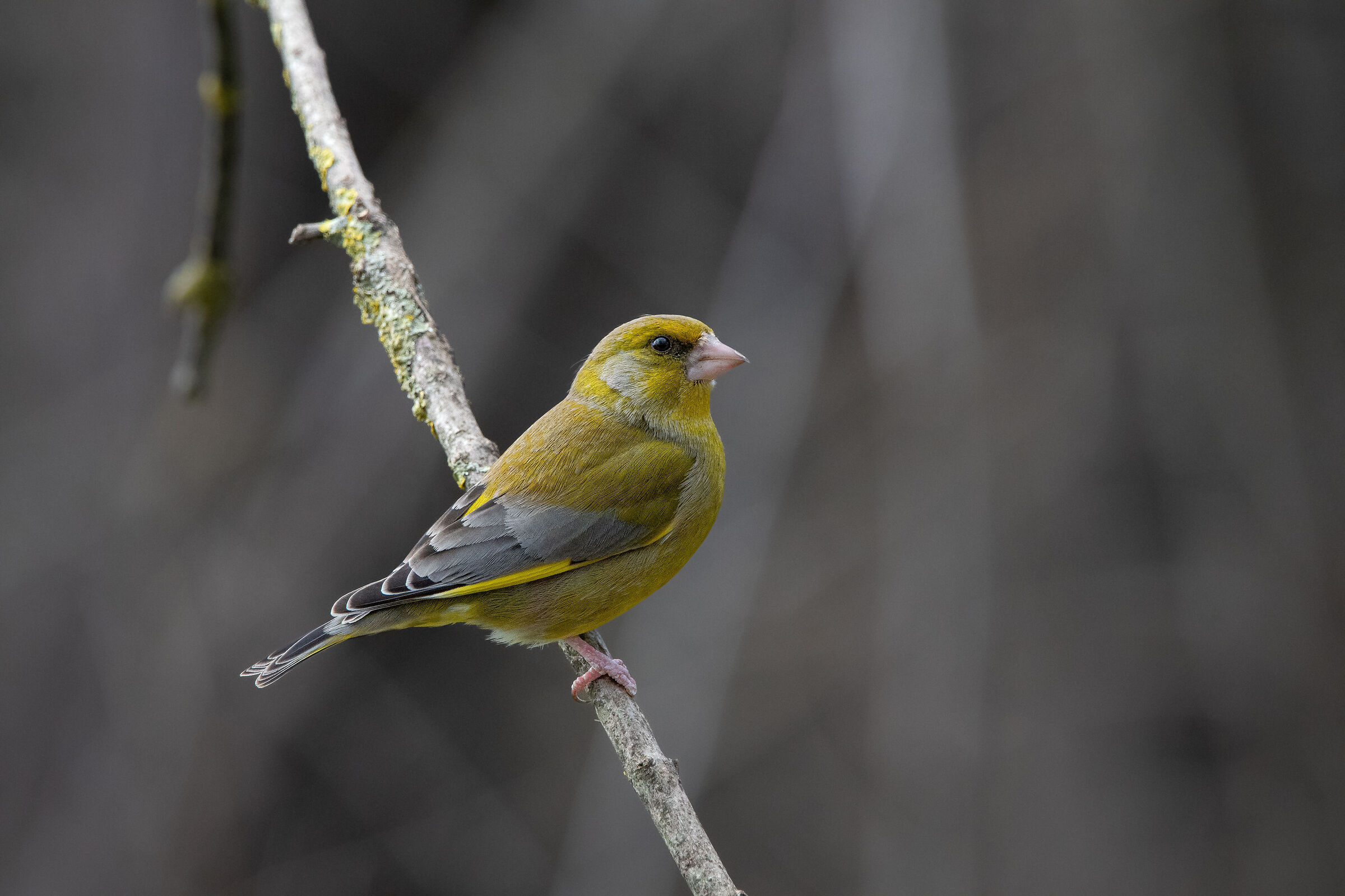 Greenfinch
