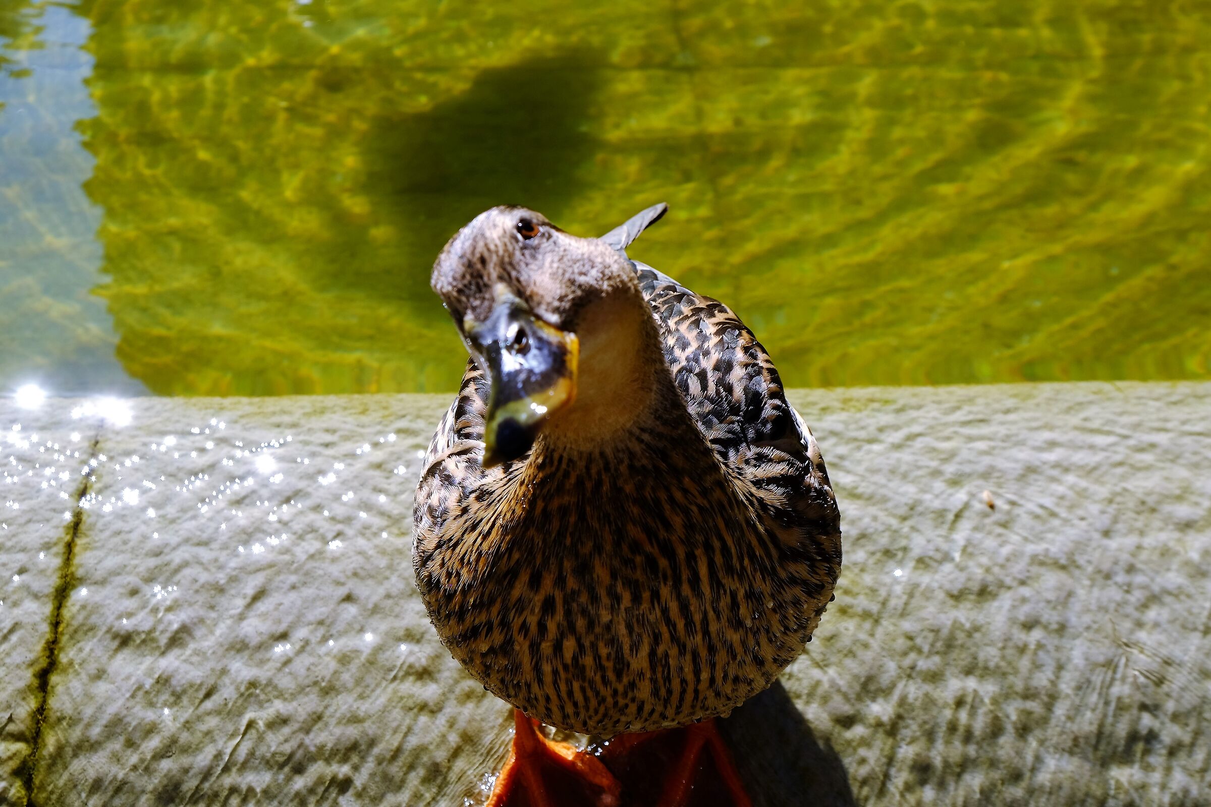 Allora me lo dai il biscotto?