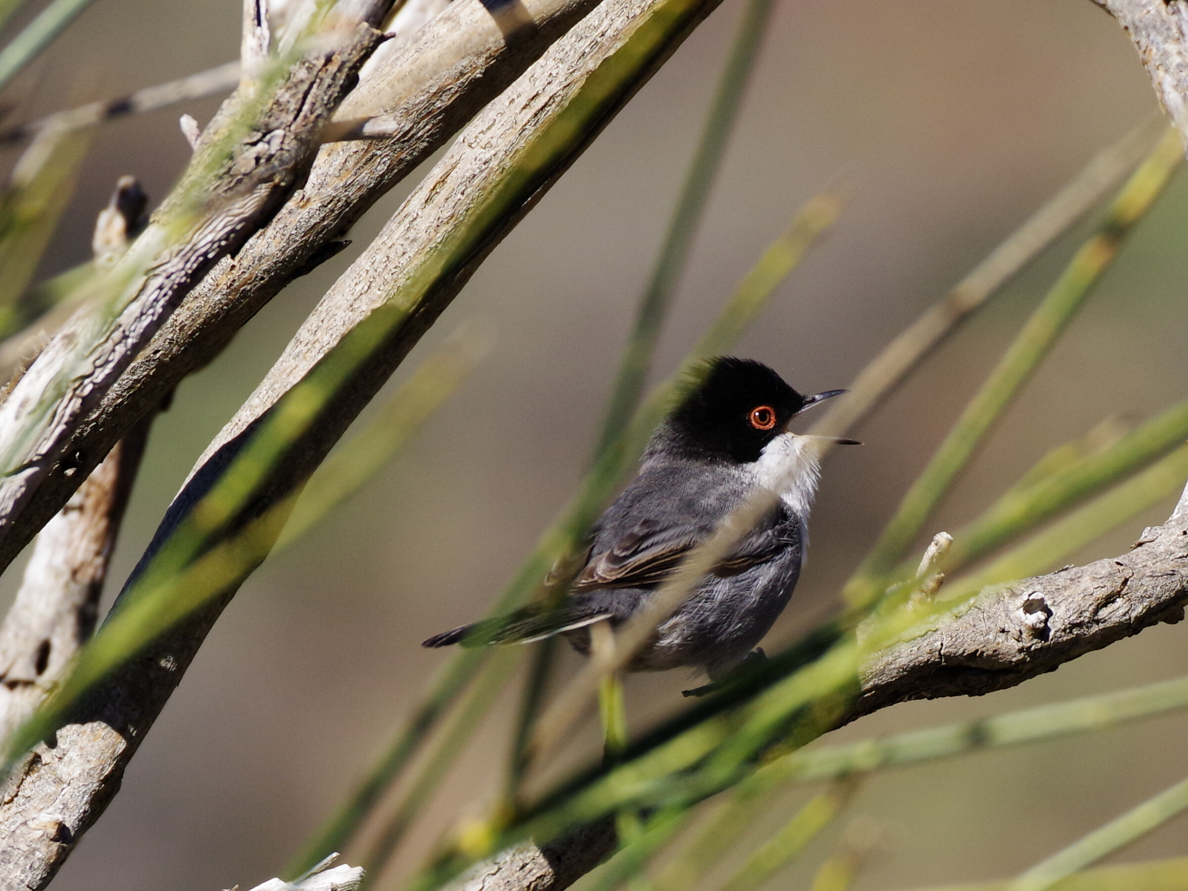 Sardinian warbler