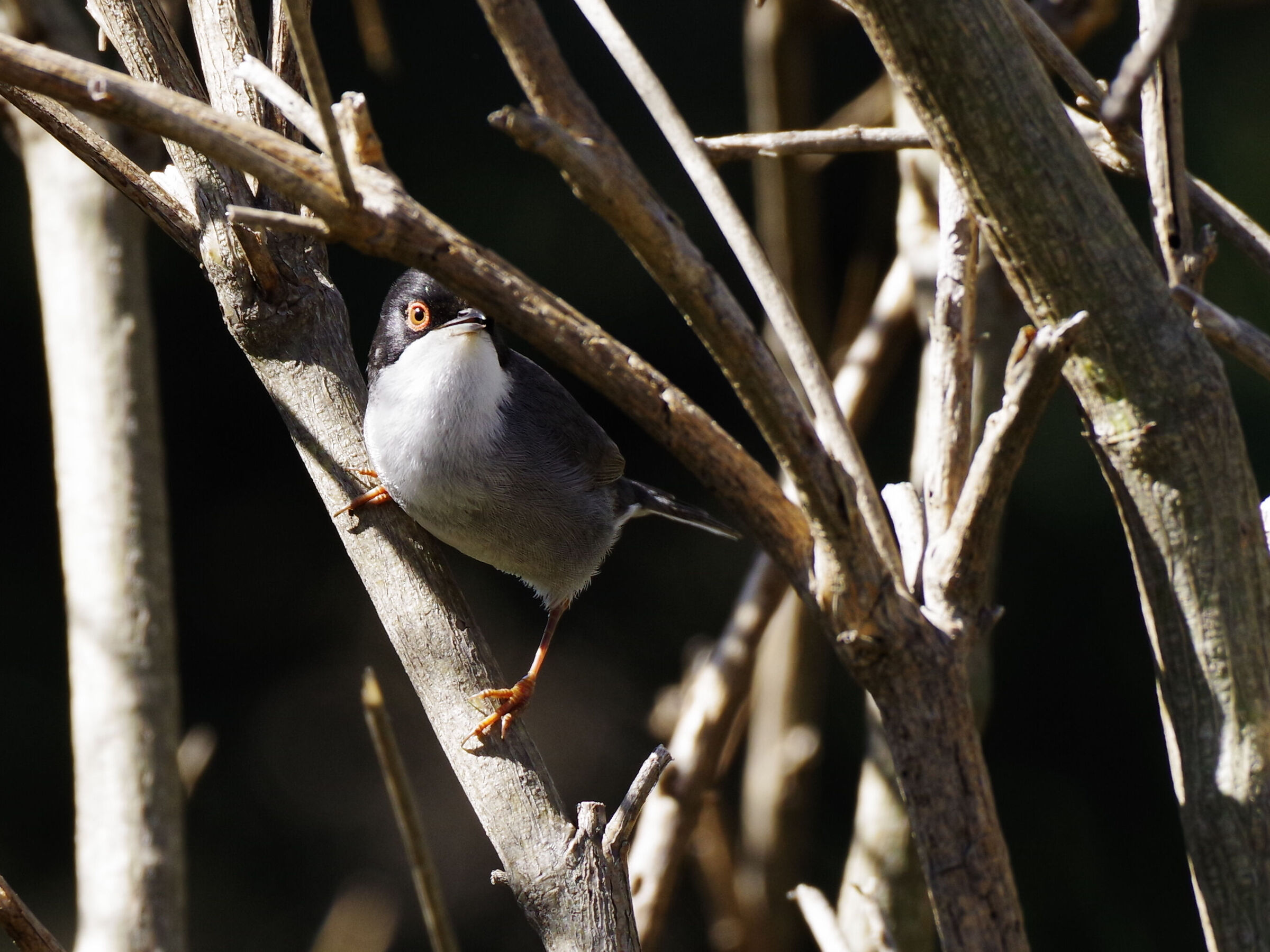 Sardinian warbler