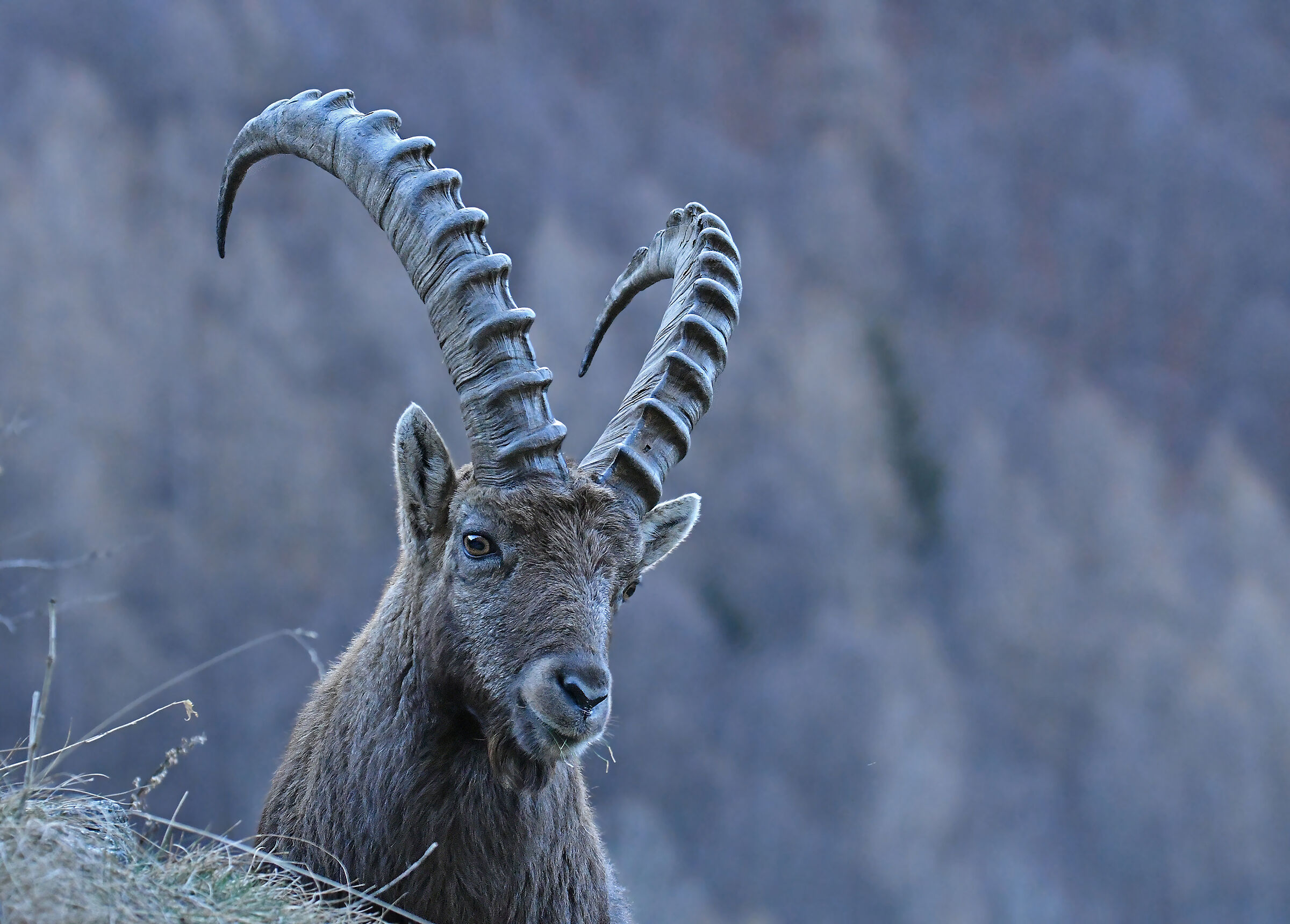 Ibex