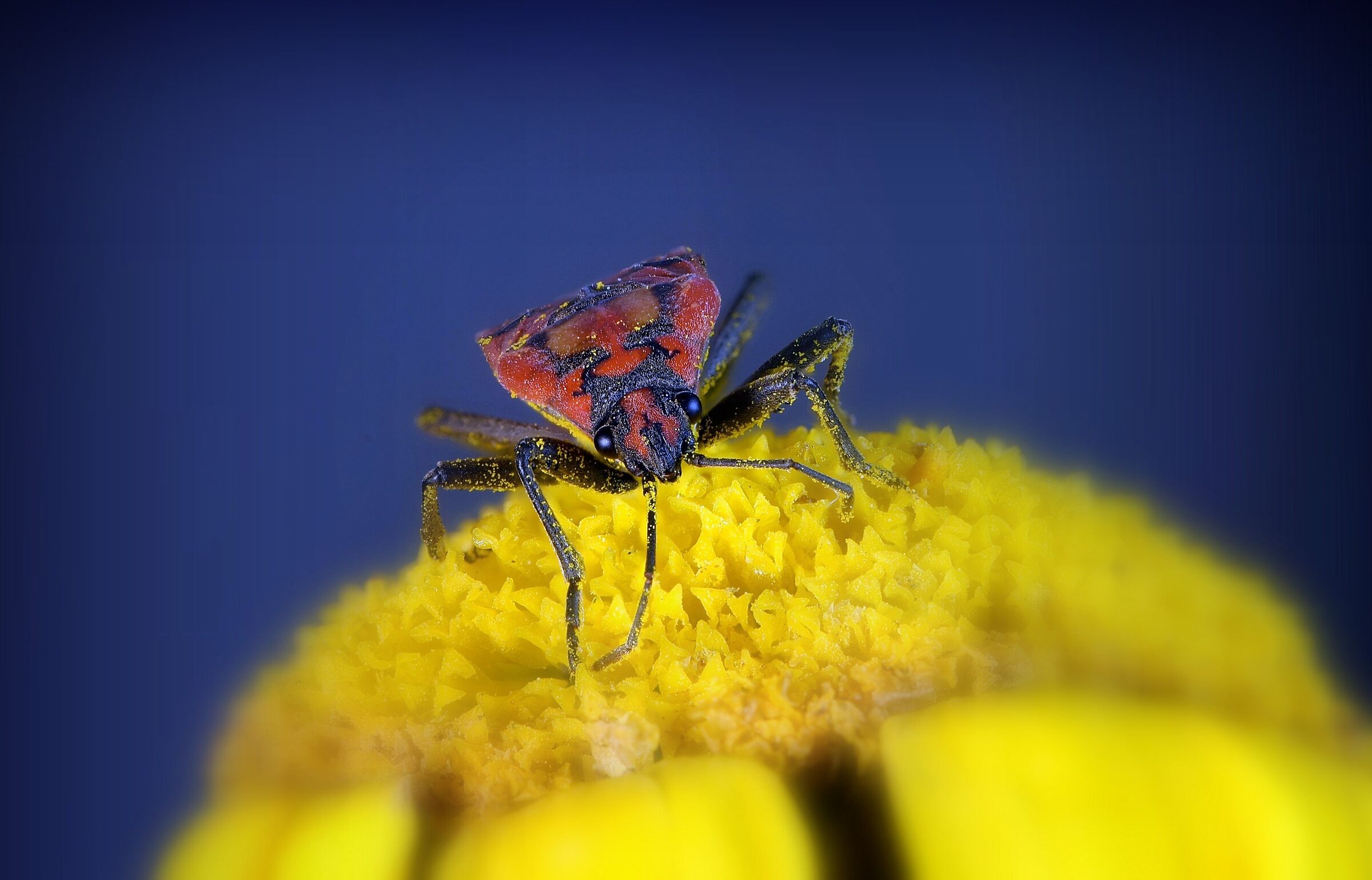 Spilostethus pandurus nel blu