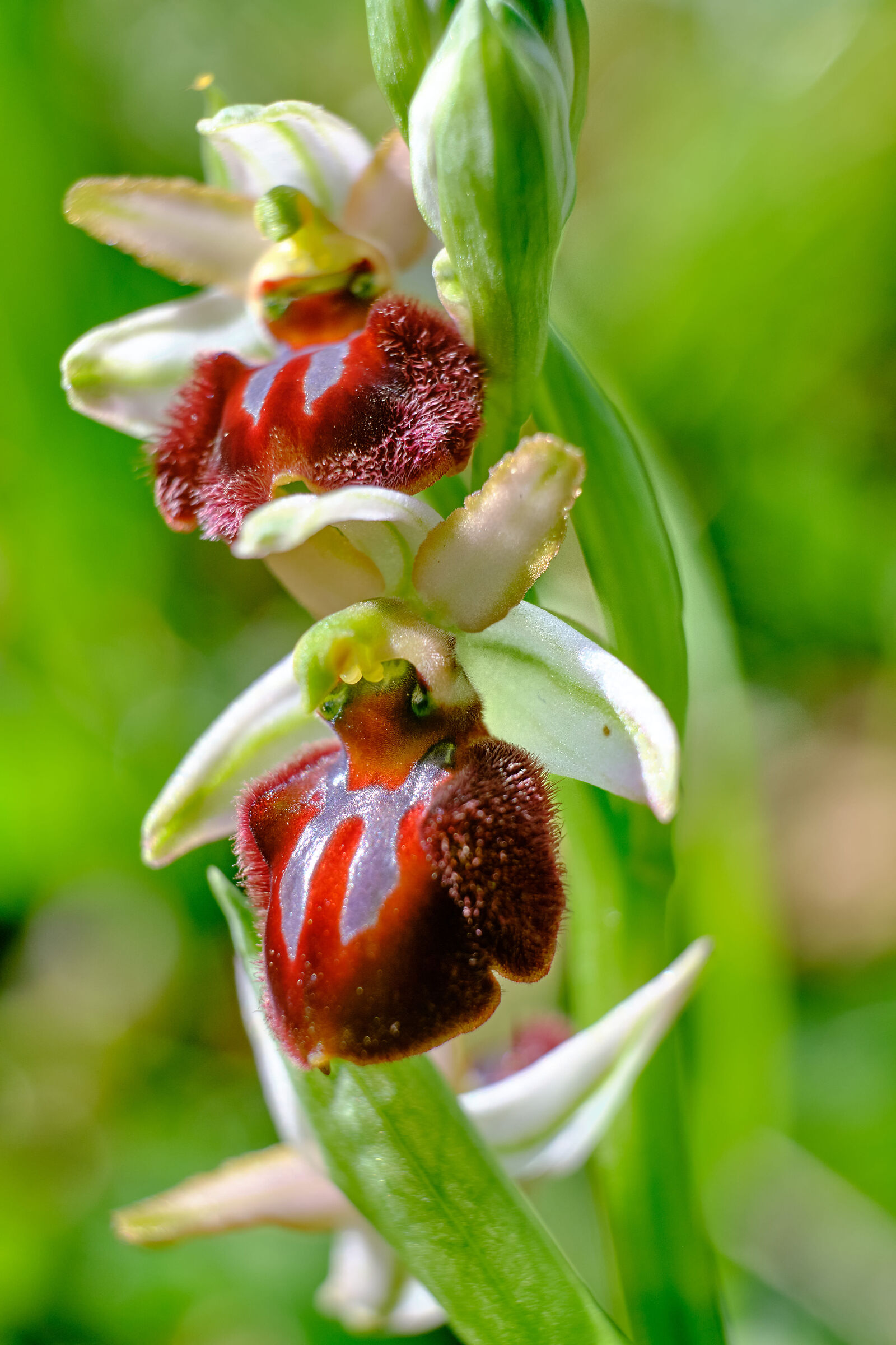 Wild orchid