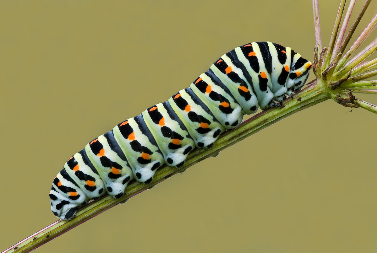 Caterpillar Papillio
