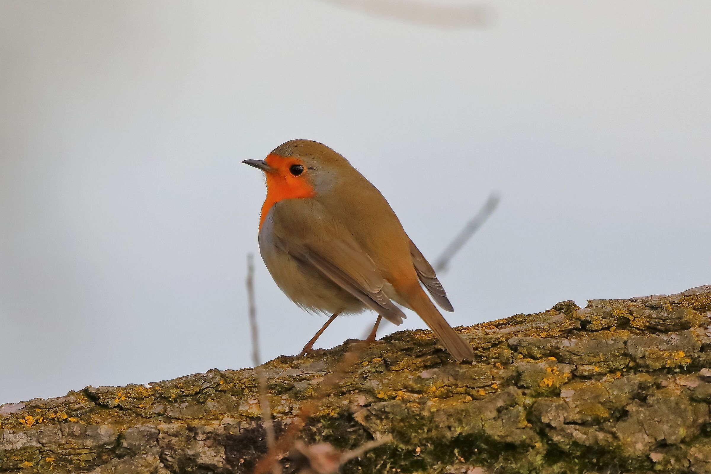 Pettirosso 11-01-2023