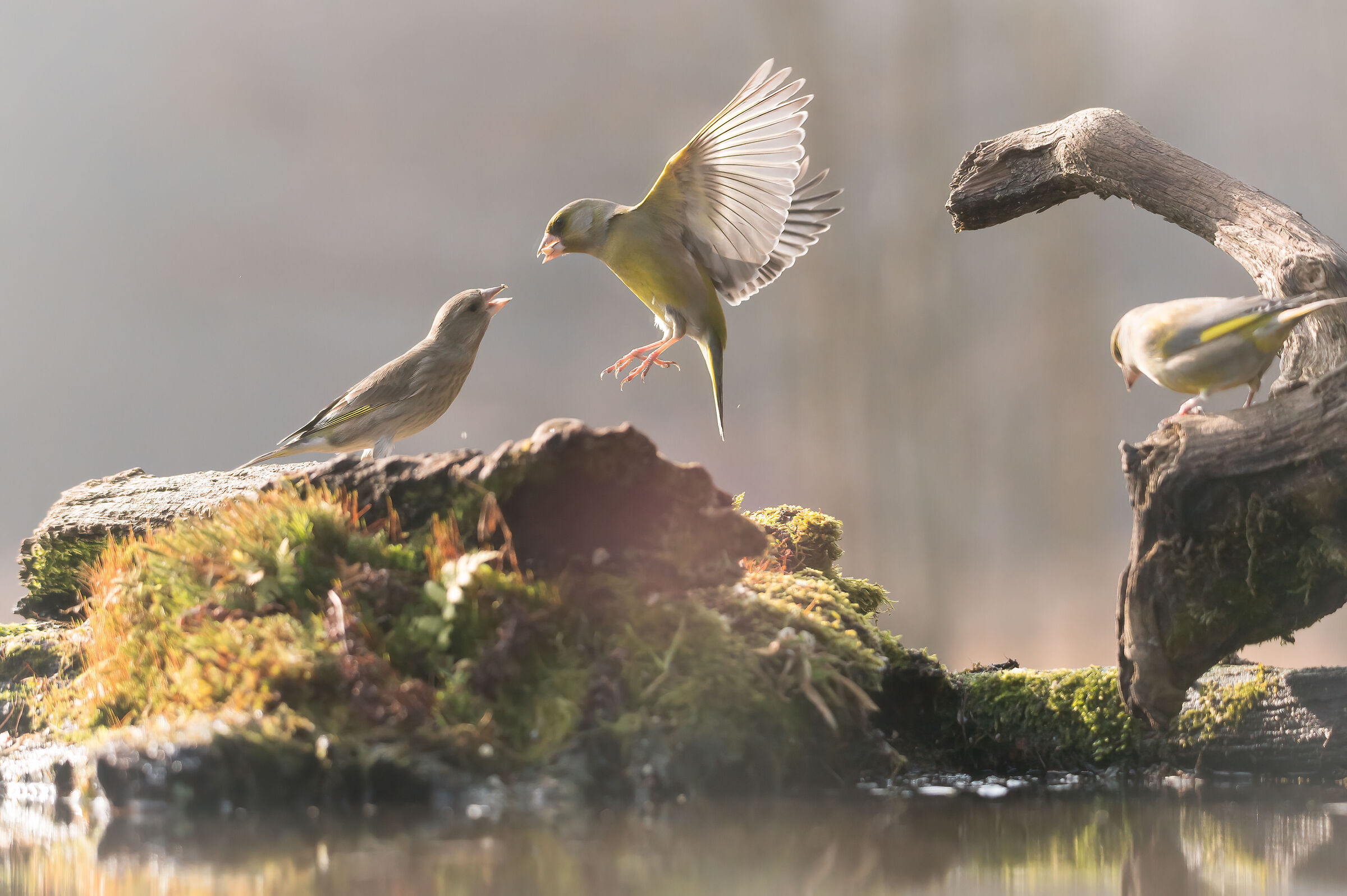 Pair of greenfinches