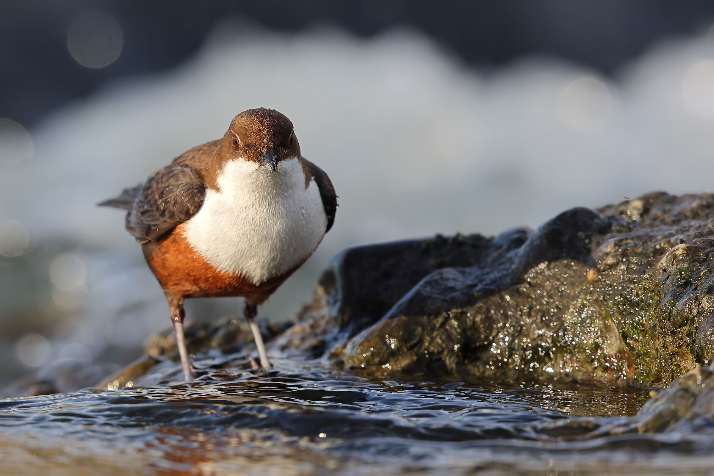 White-throated dipper