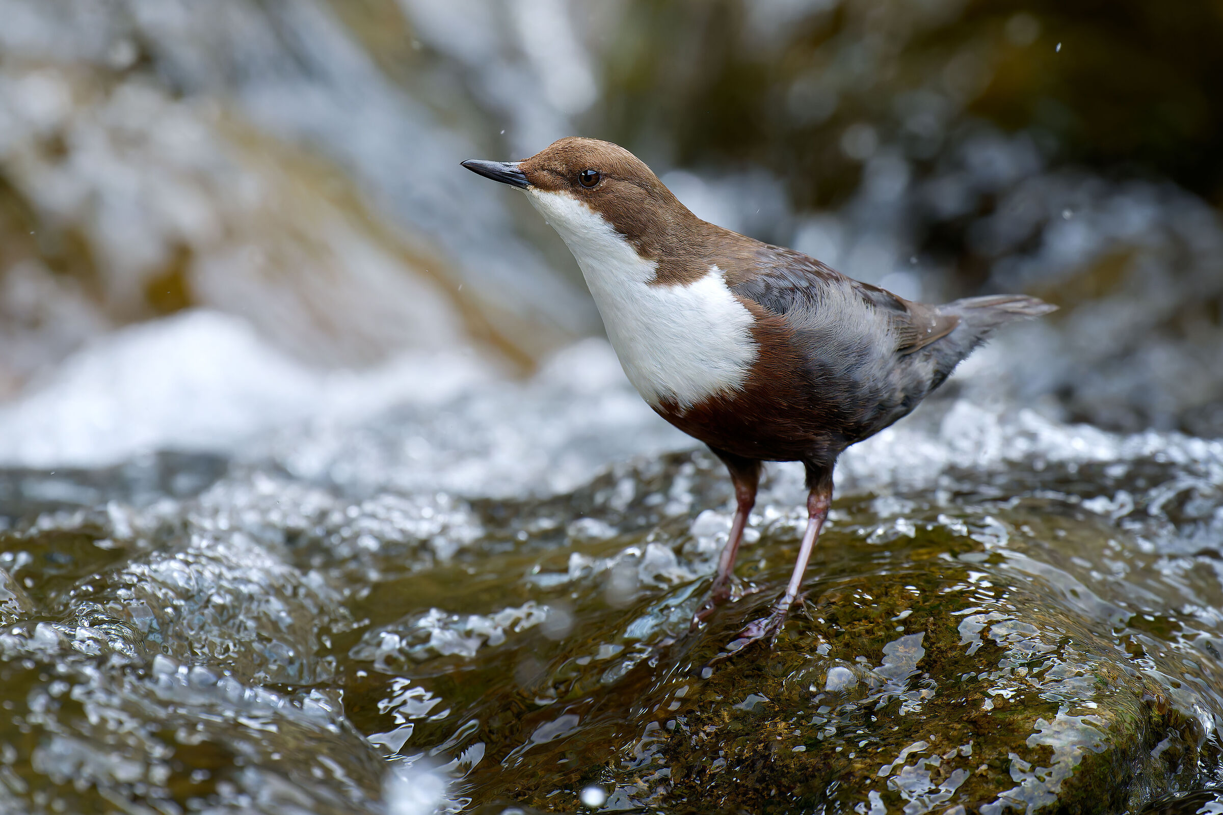 WHITE-THROATED DIPPER