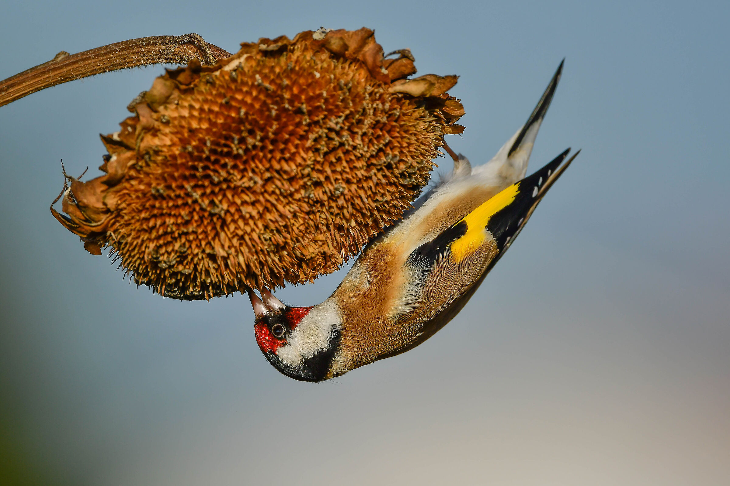 Cardellino
