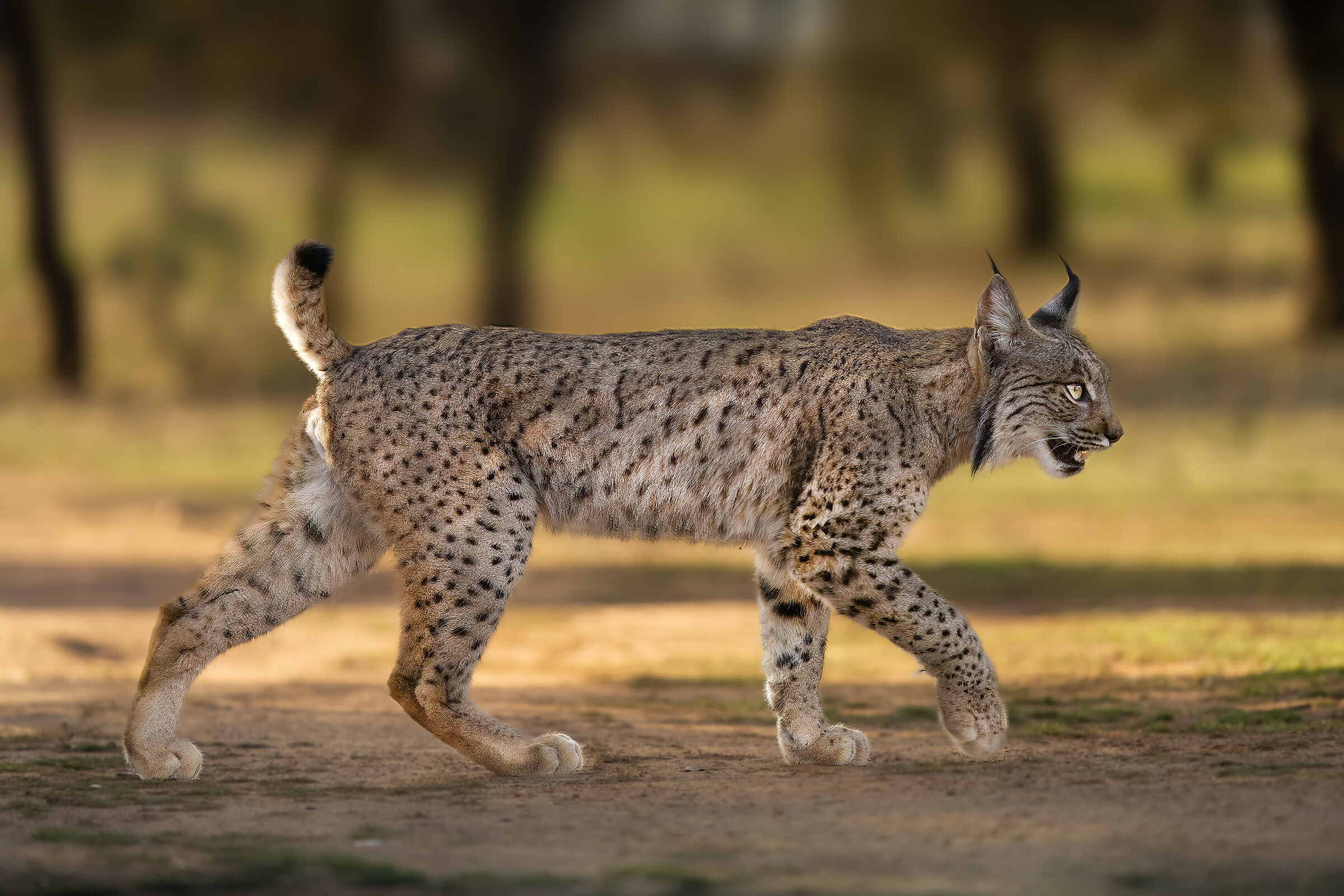 Lince Iberica