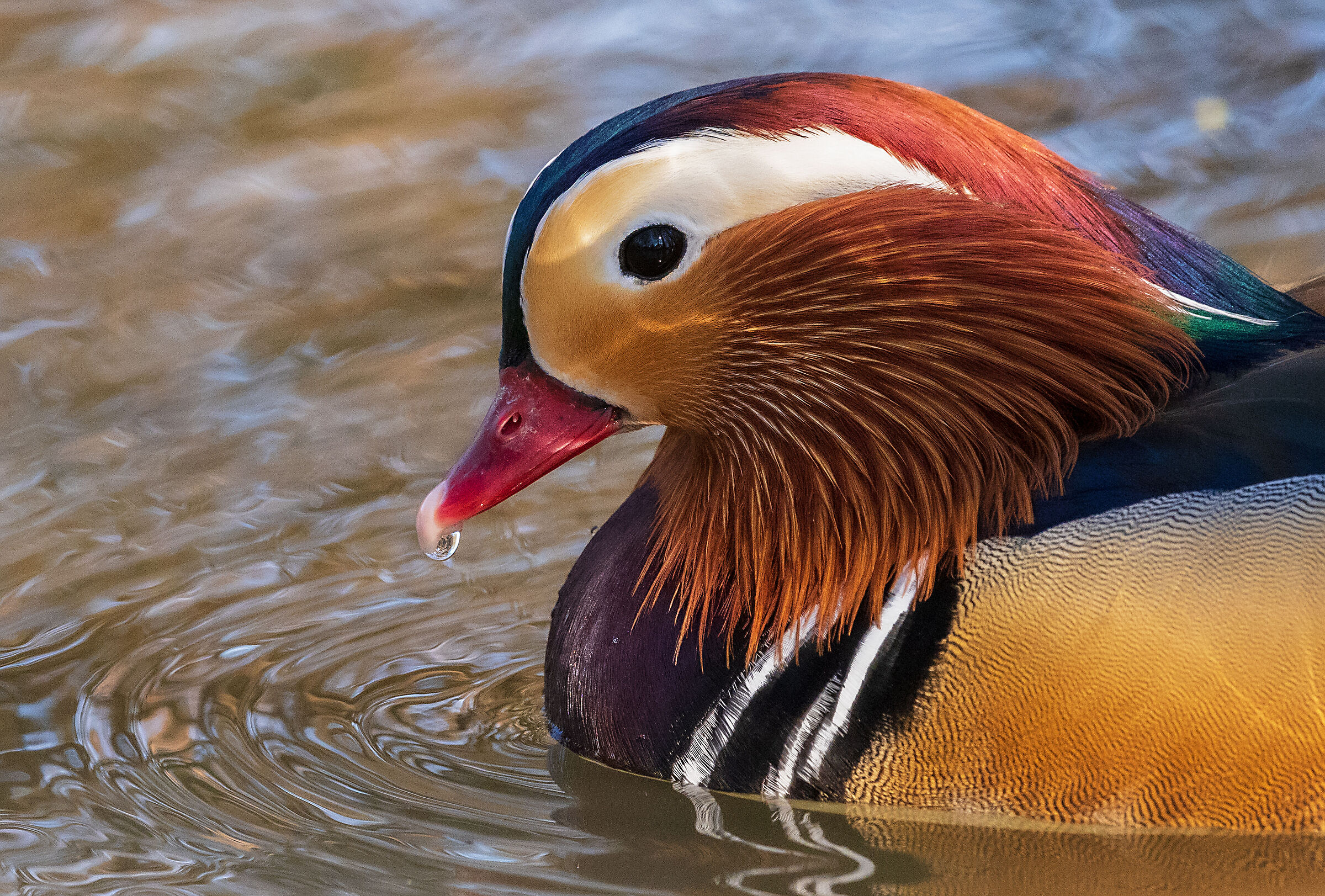 Mandarin duck