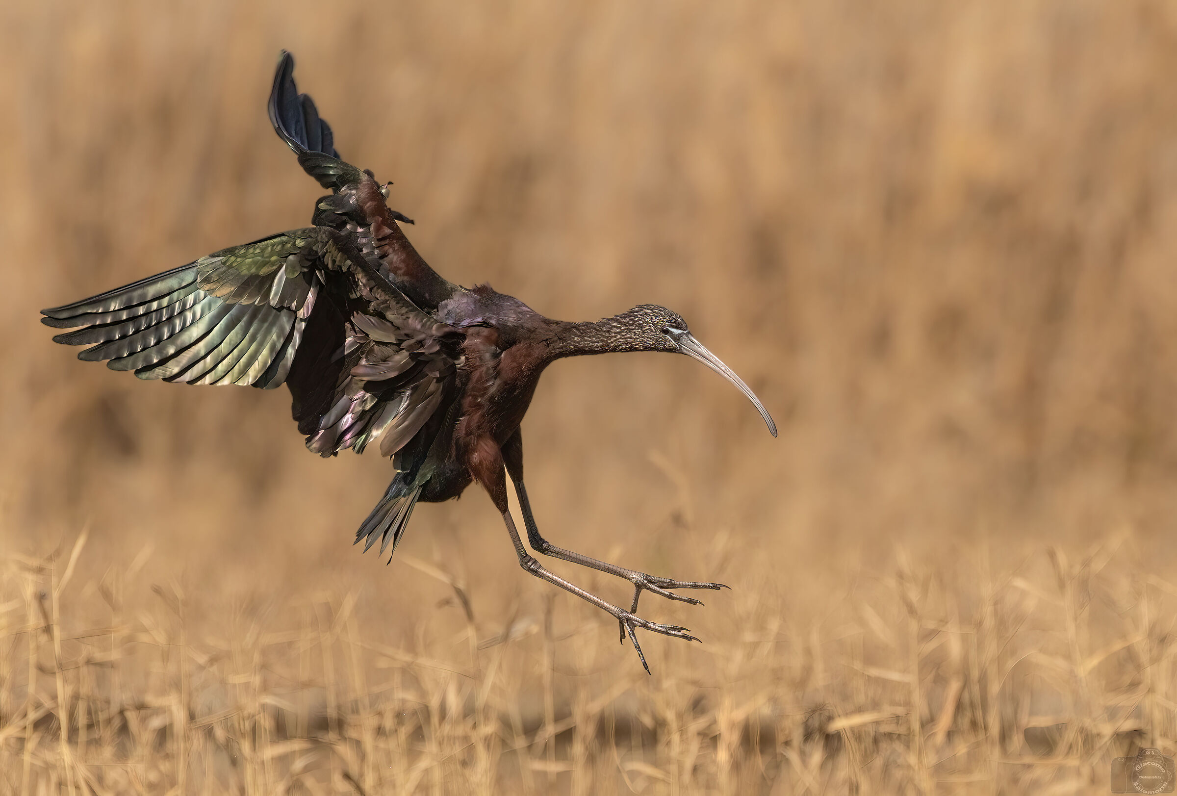 Glossy ibis.