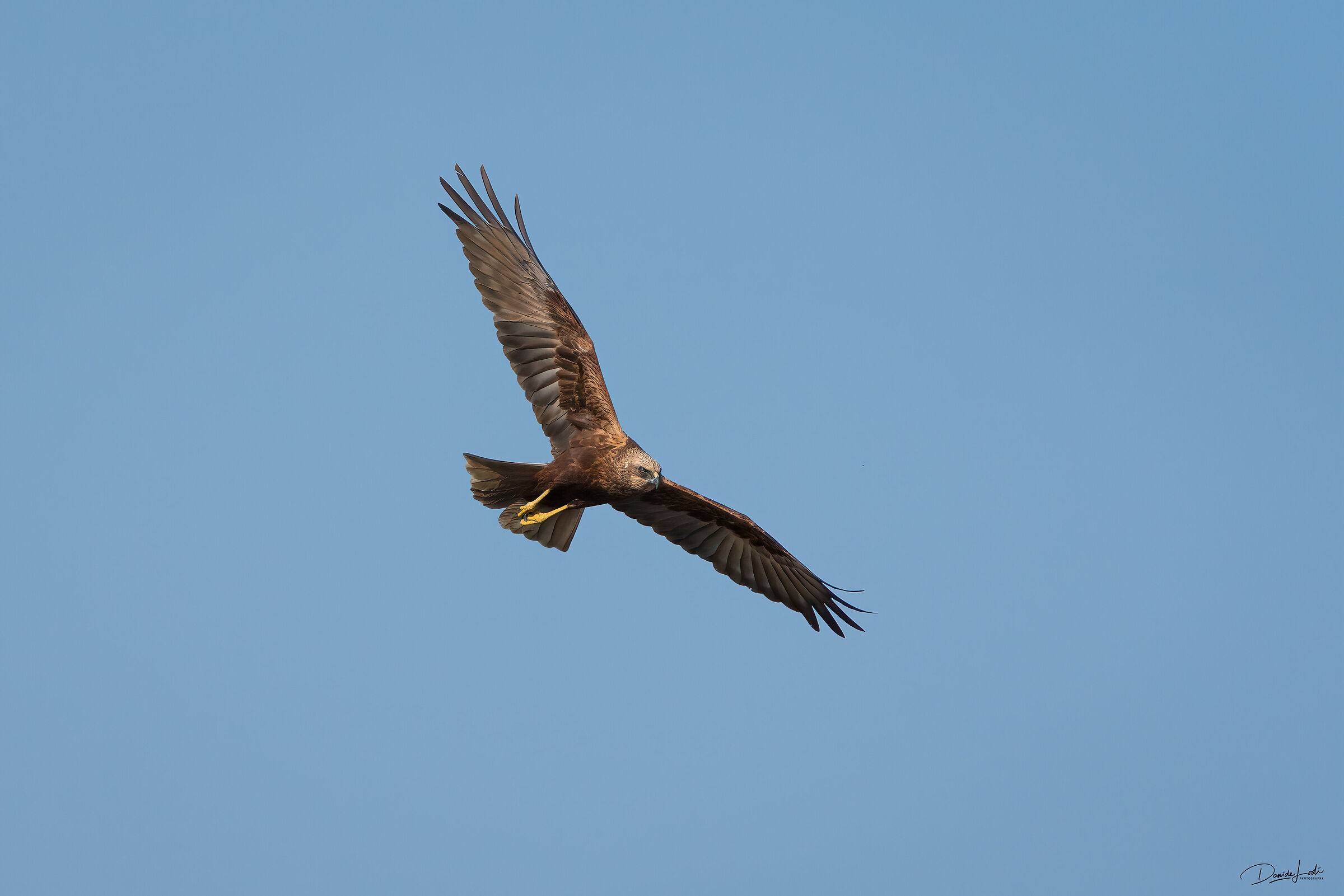 Marsh harrier
