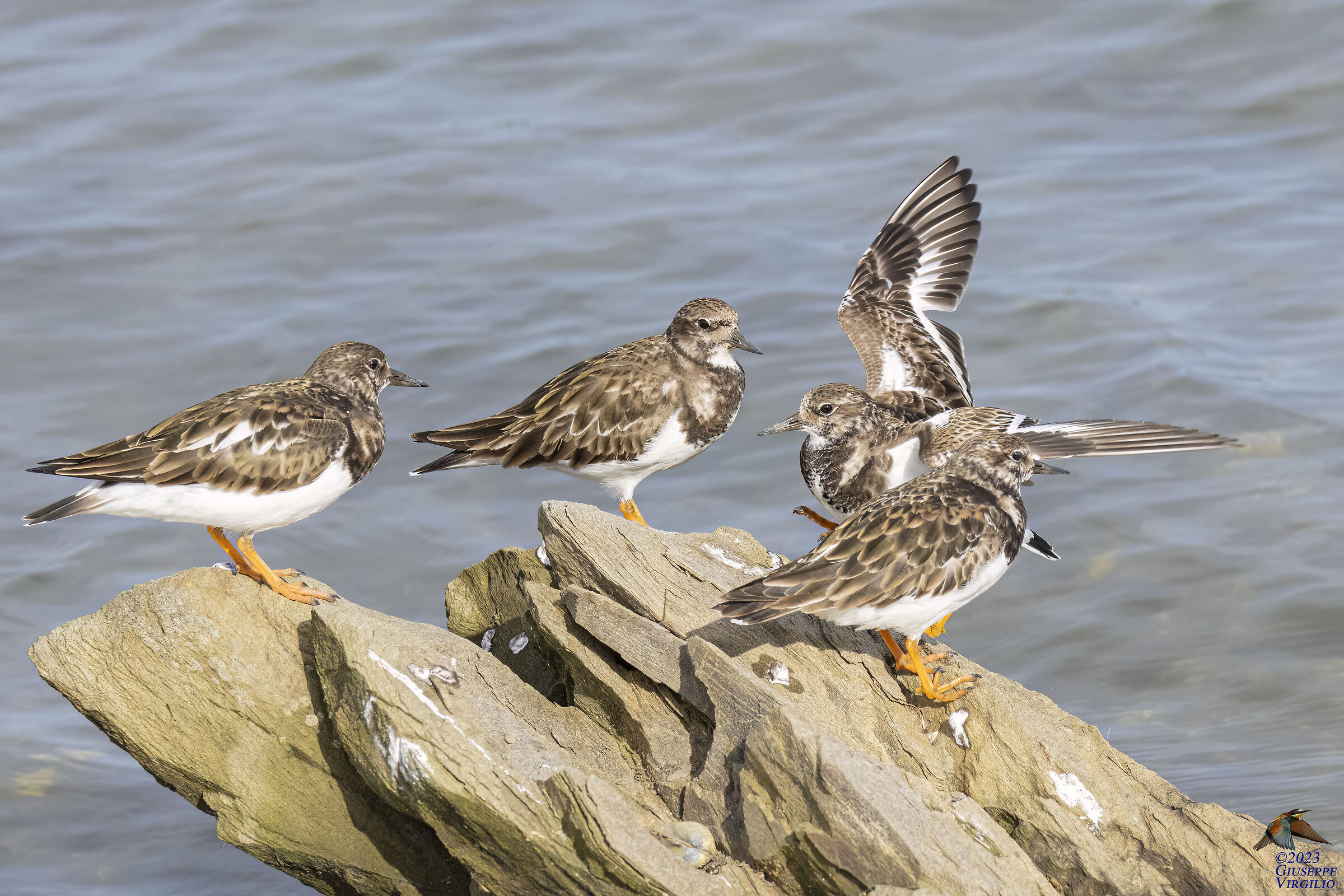 Voltapietre (Sardinia 2023)