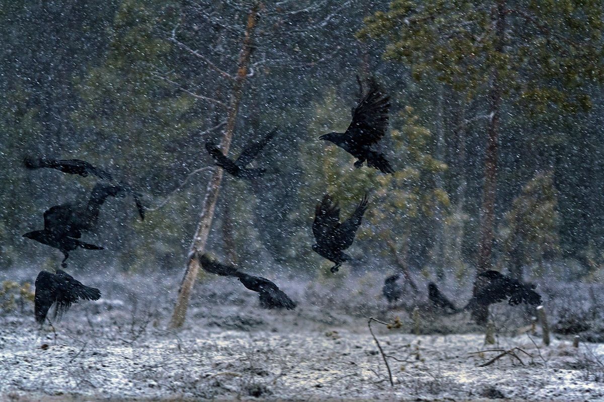 Like ghosts in the snow