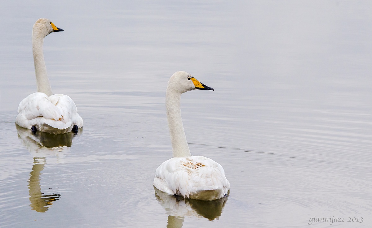 due cigni2