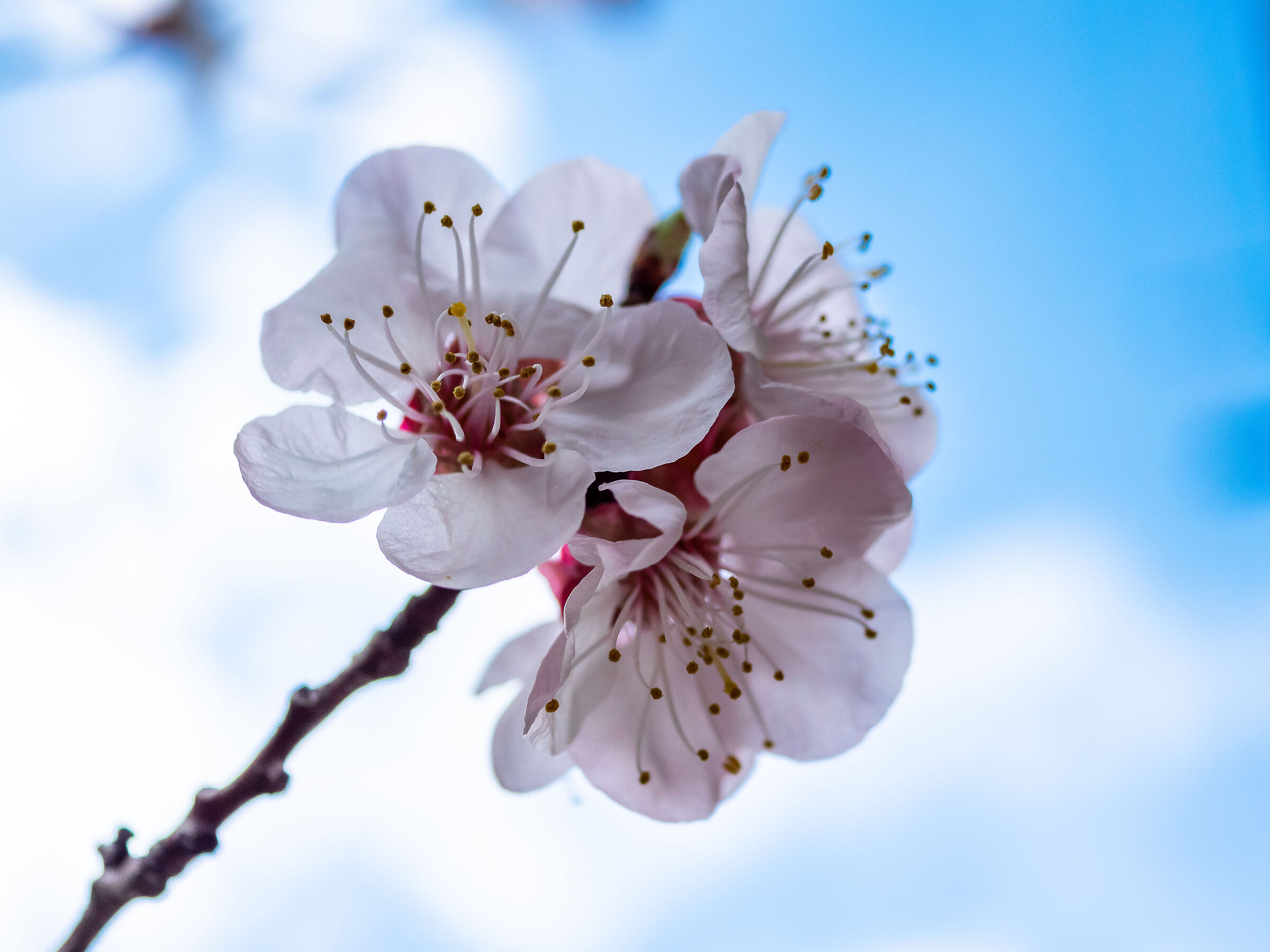 Fiore di albicocco