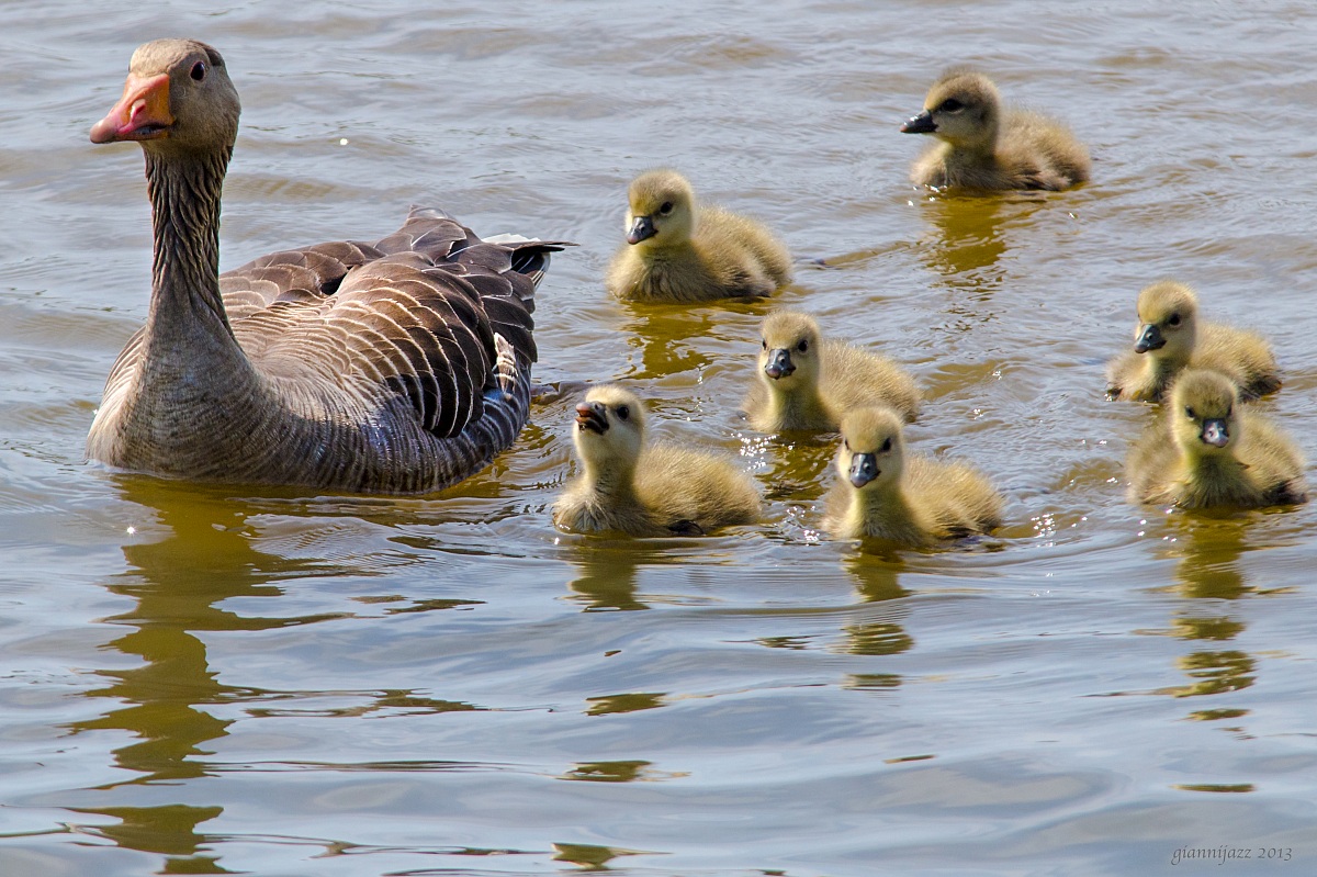 noi siamo qua ... qua ... qua