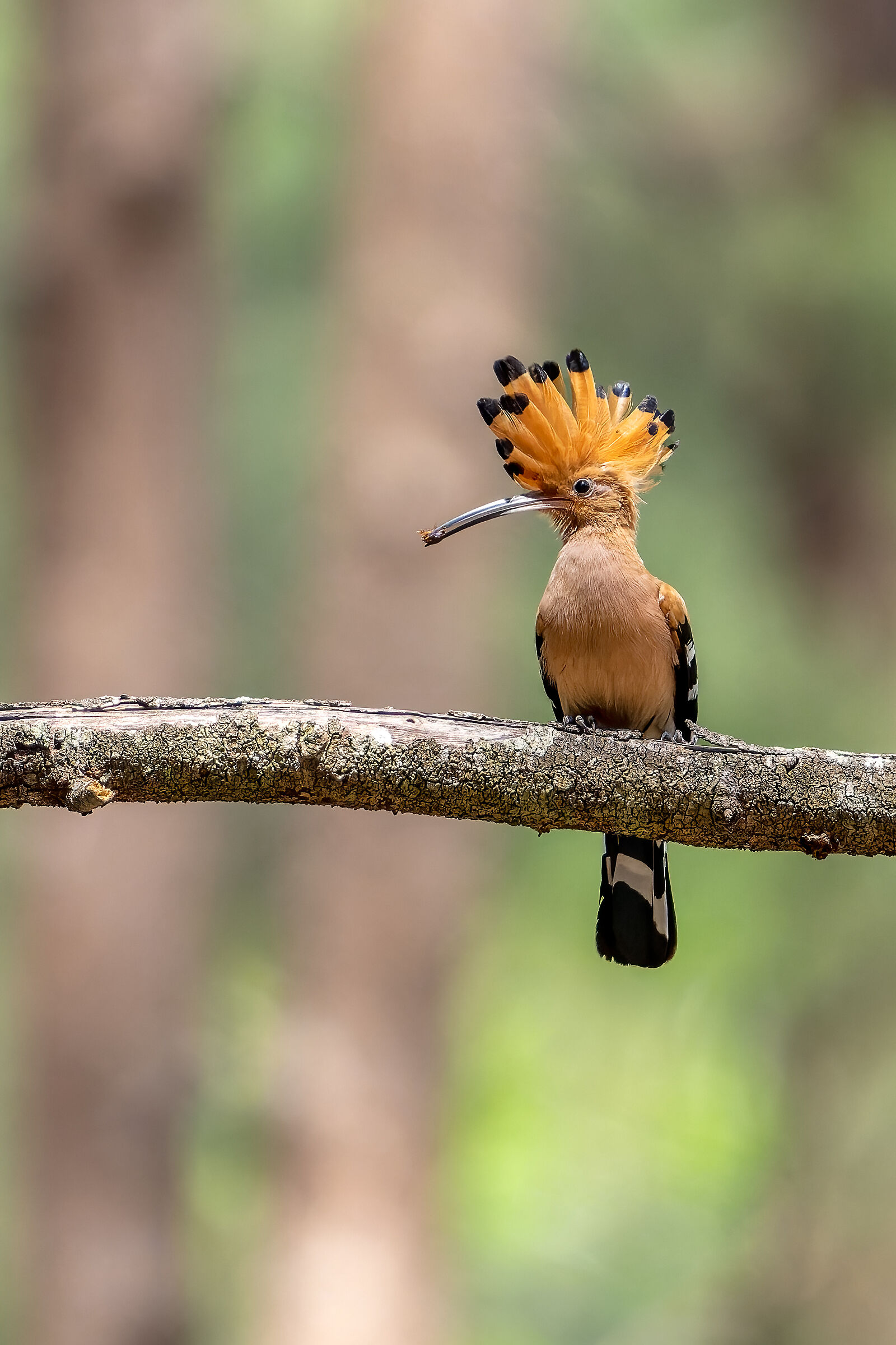 The very nice Hoopoe