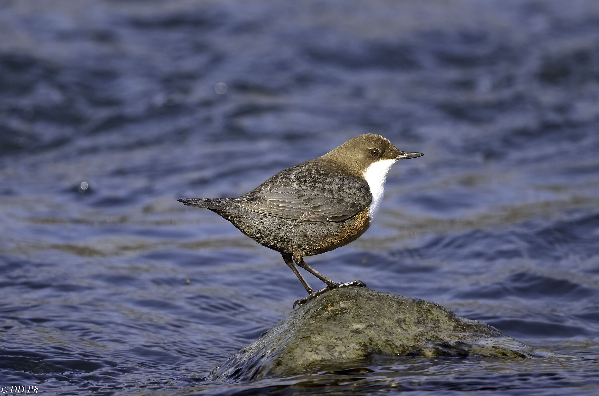 white-throated dipper
