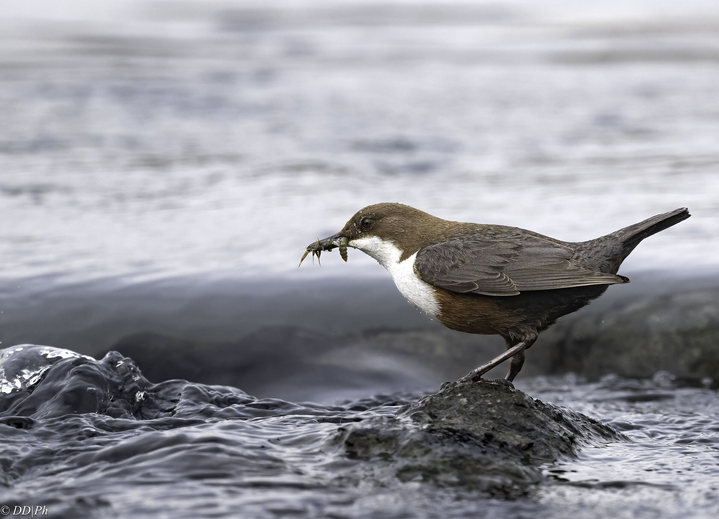 white-throated dipper