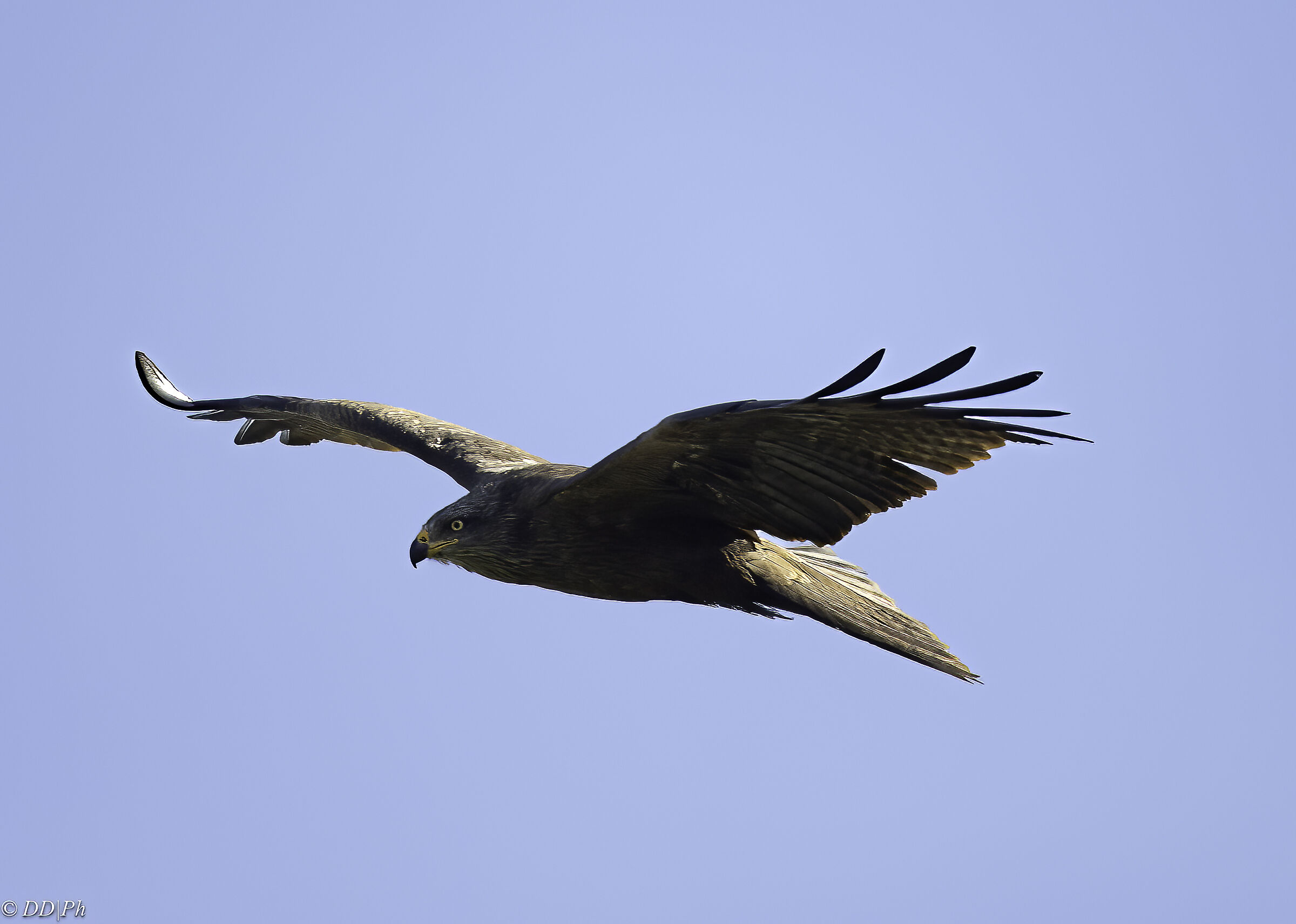 Black kite