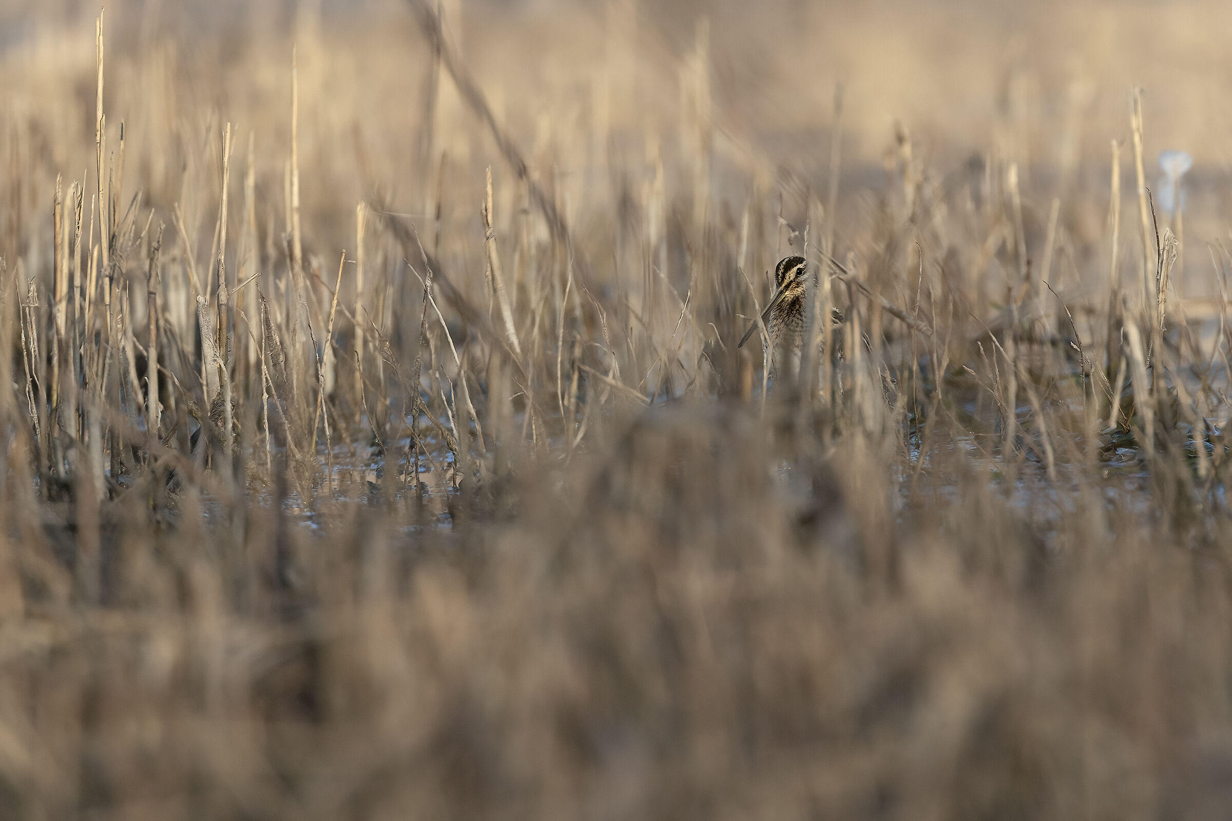 Snipe