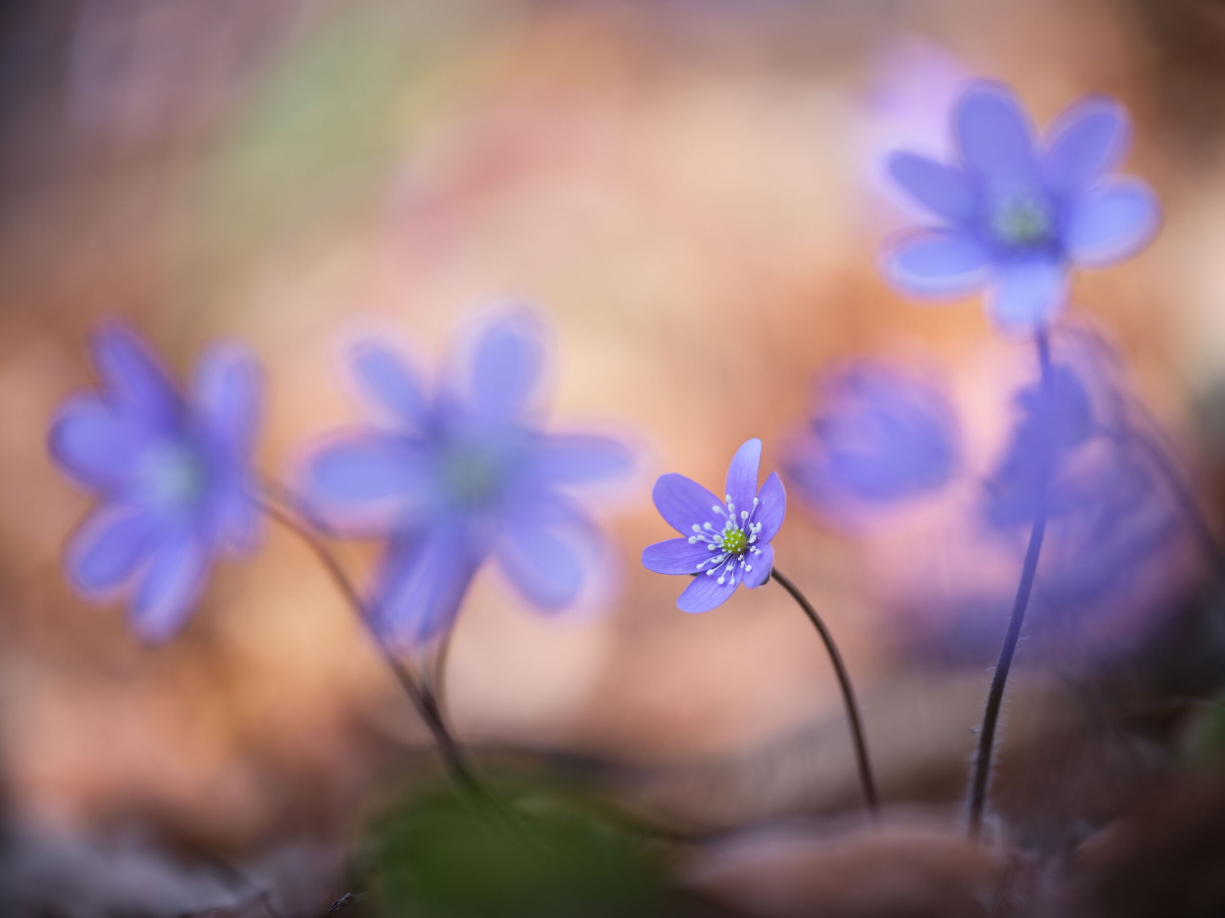 Hepatica nobilis