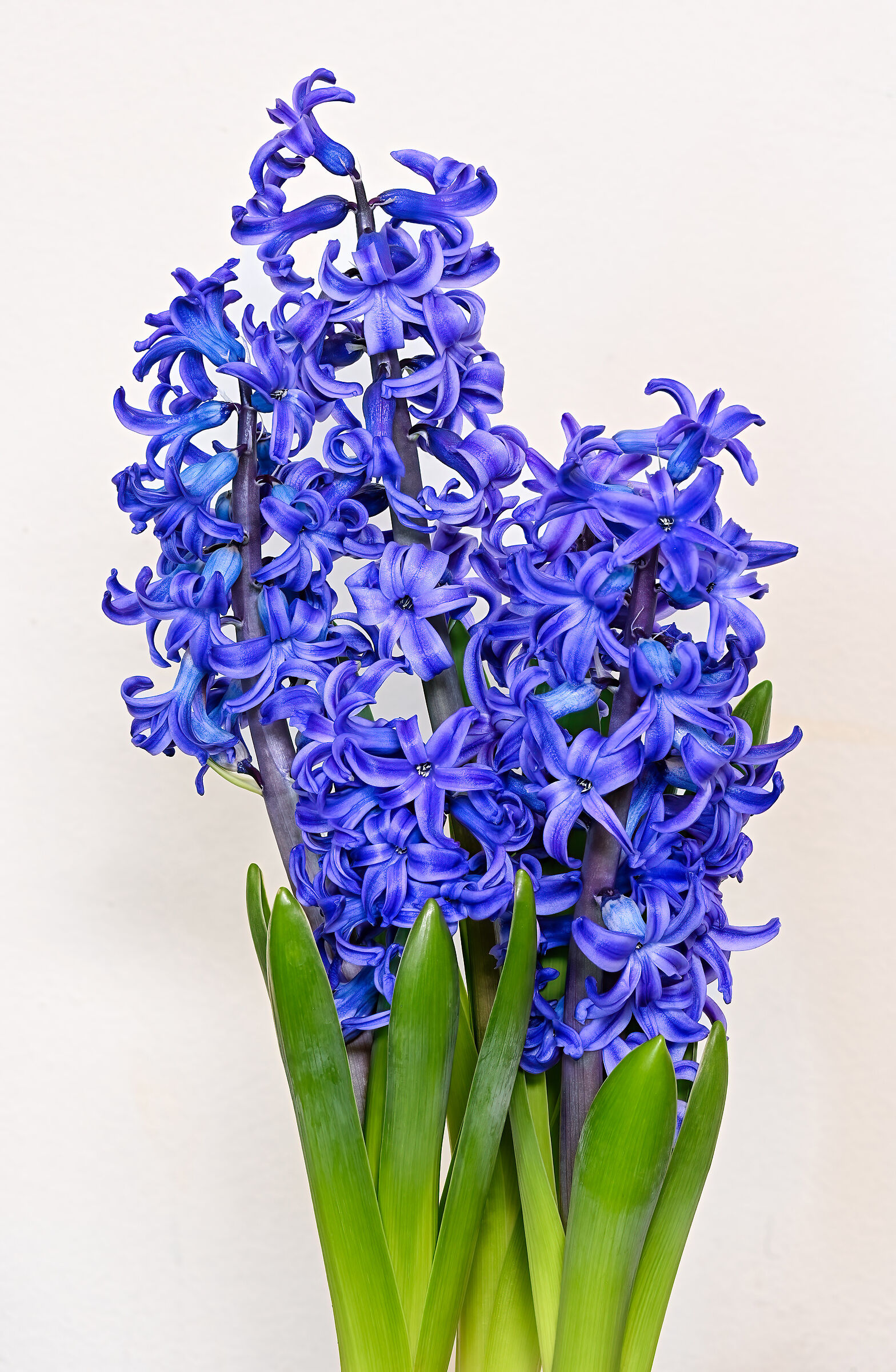 Blue Hyacinthus
