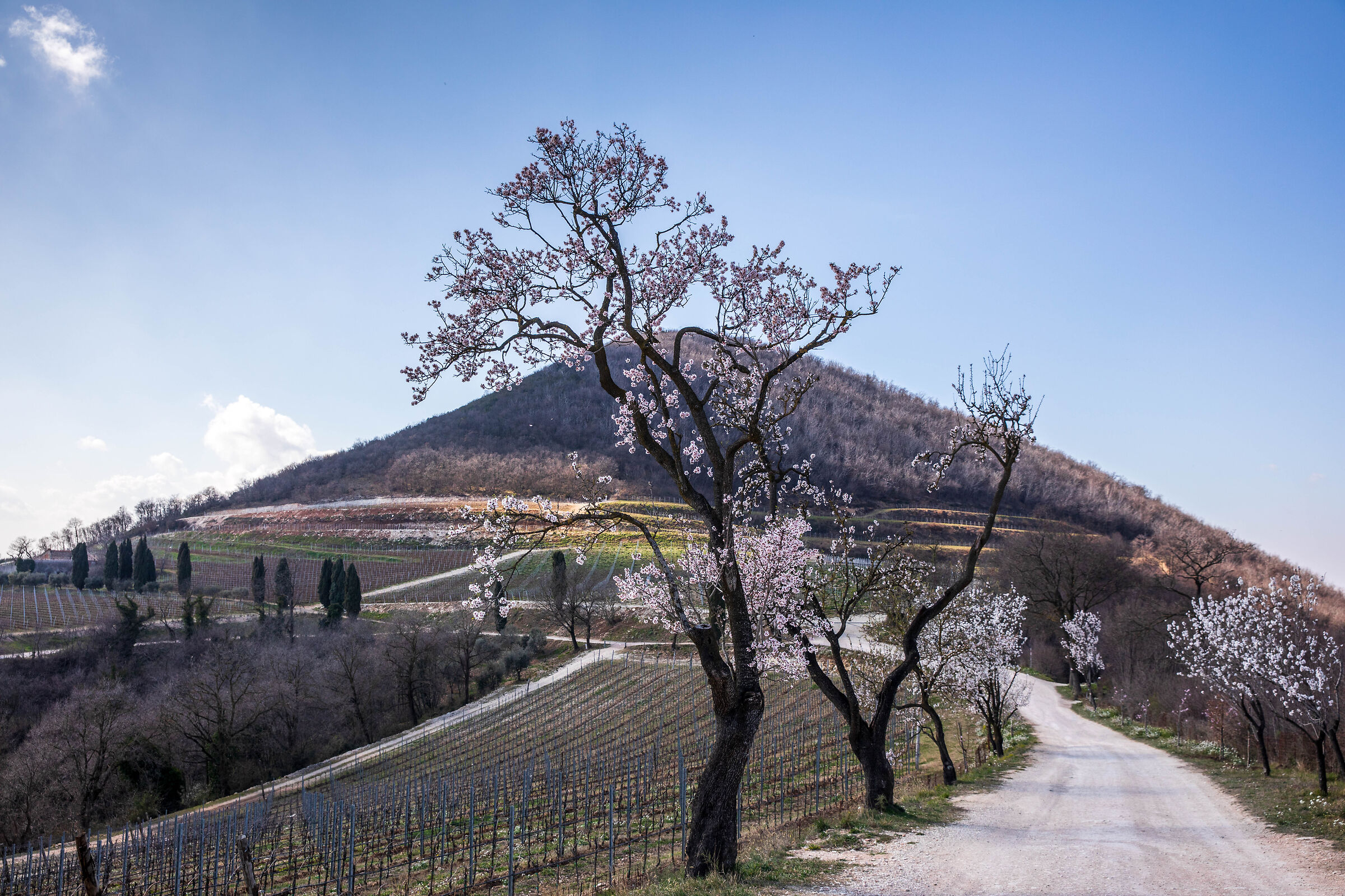 The Almond Blossom Trail