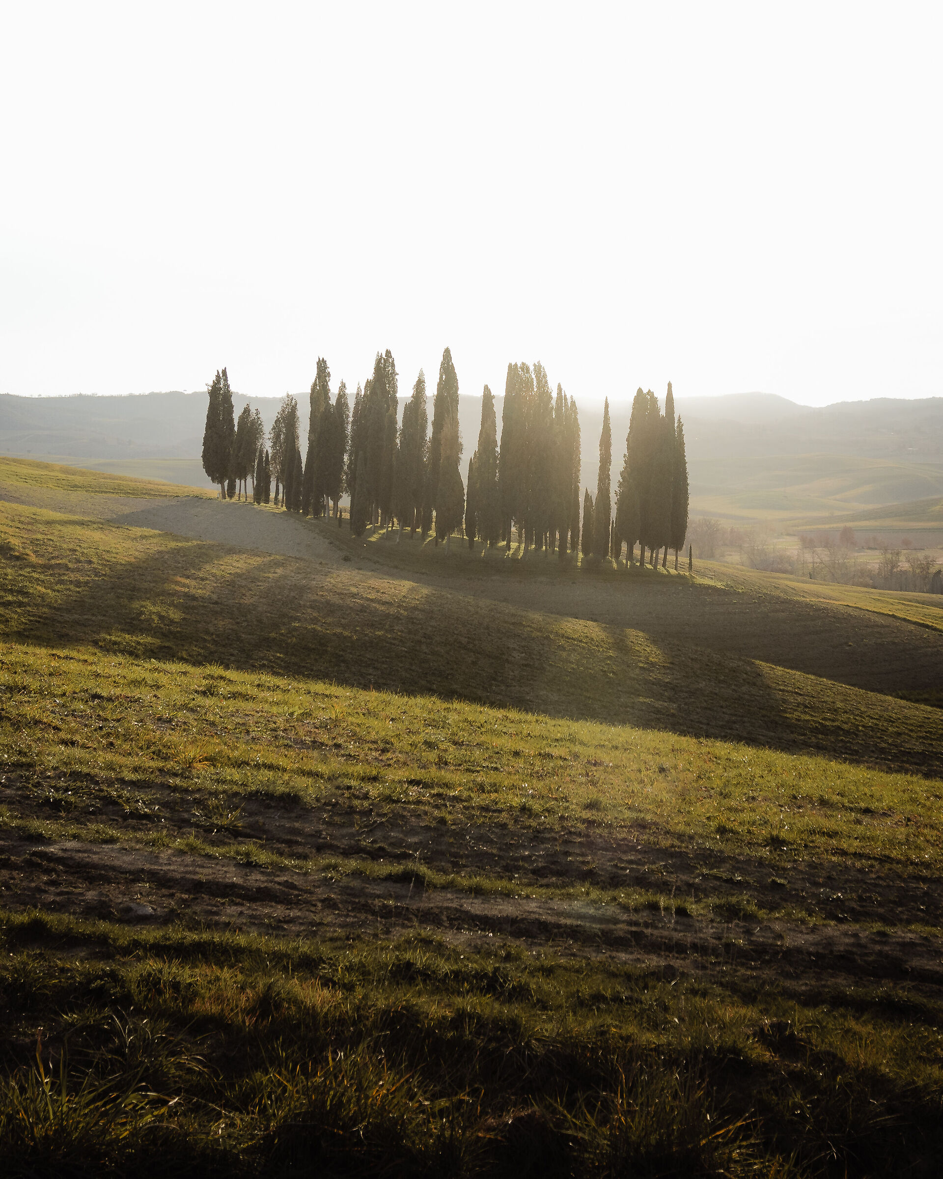 I Cipressi di San Quirico