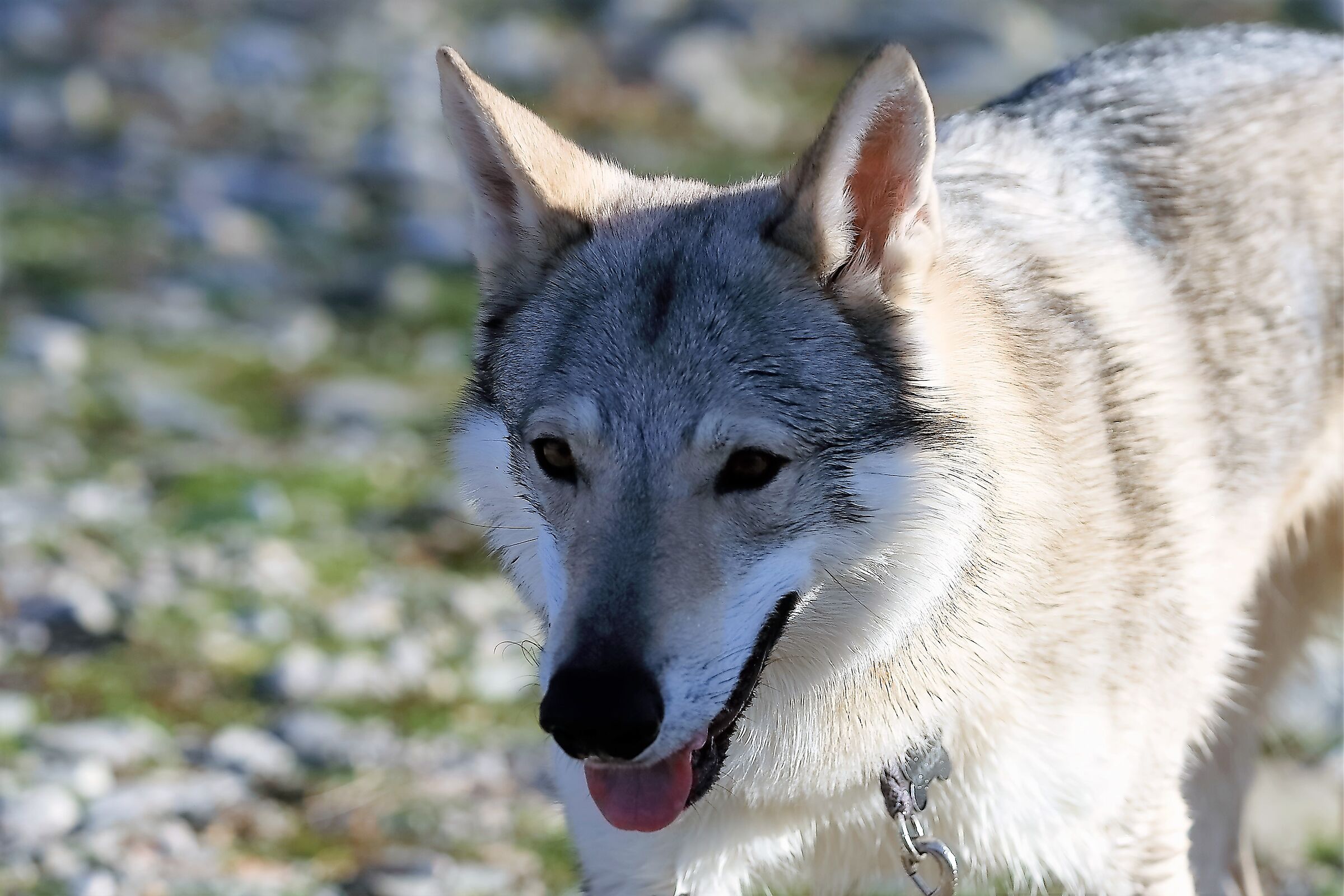 Lupo Cecos 14 gennaio 2023