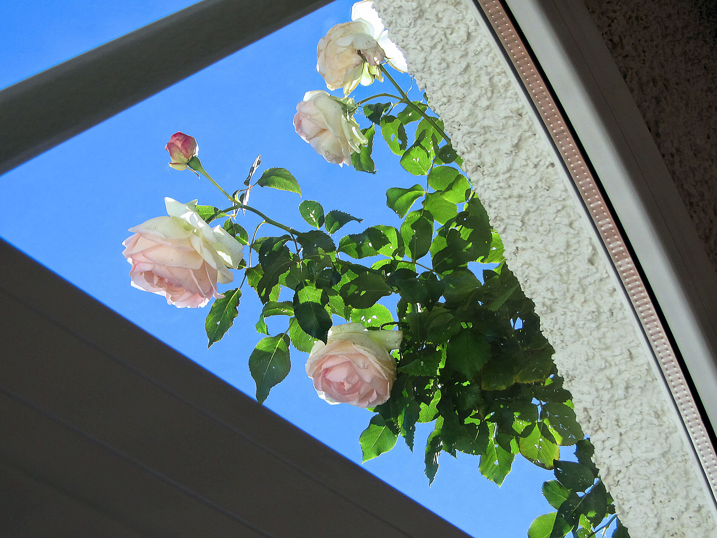 Roses from the veranda of the house in Levanto Legnaro