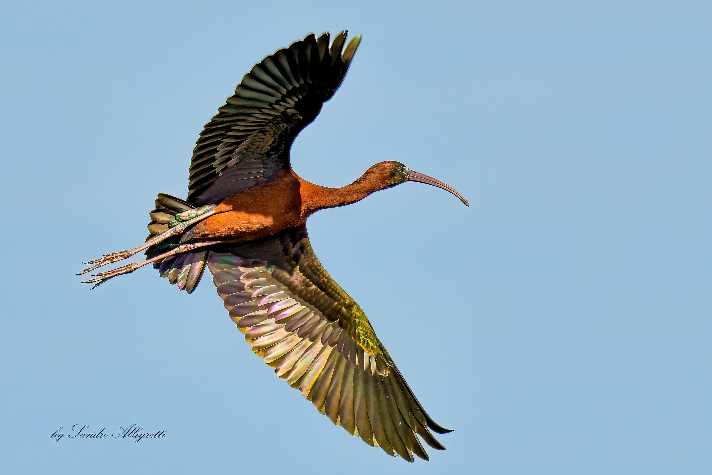 Il mignattaio (Plegadis falcinellus)