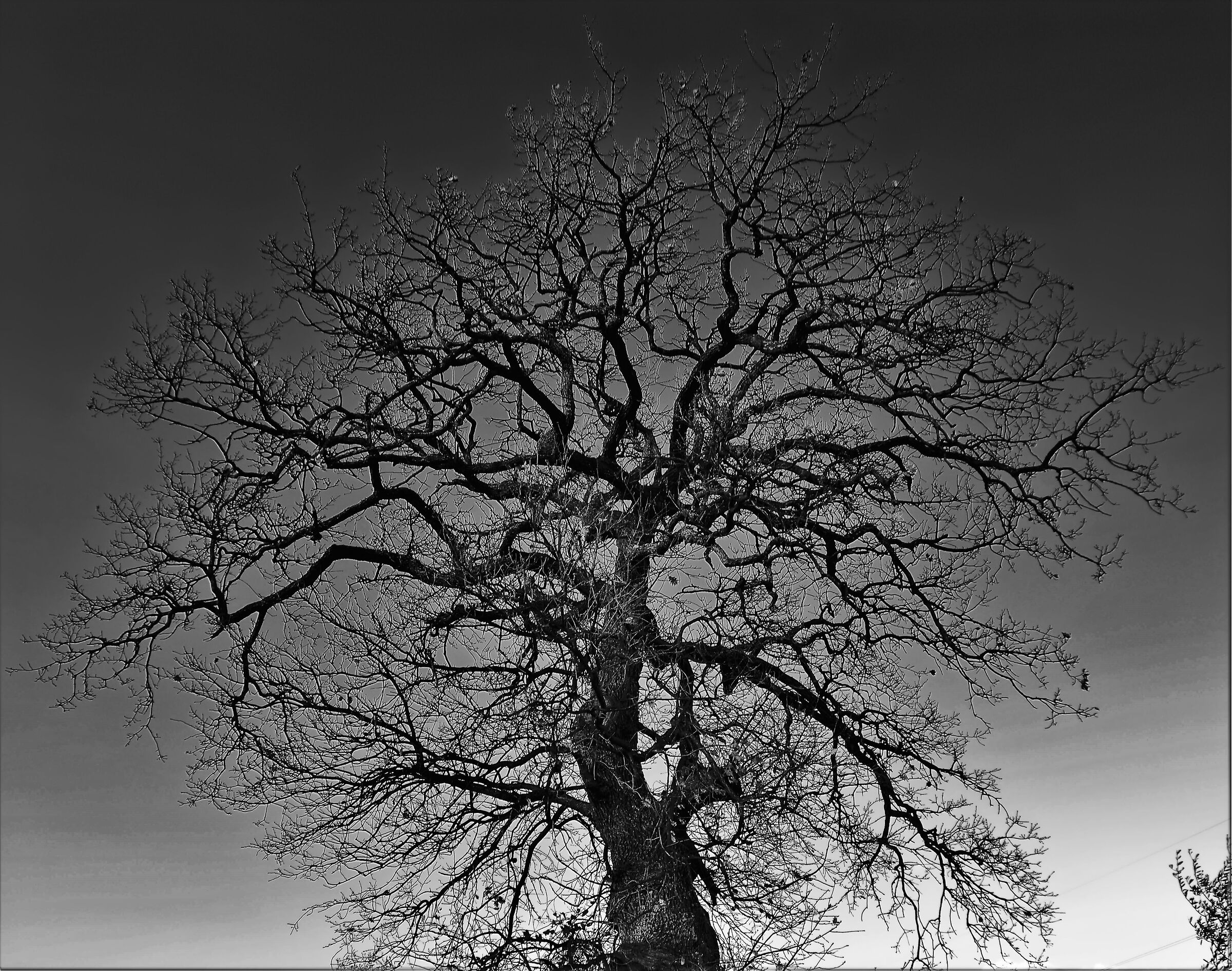 the Sleeping Patriarch