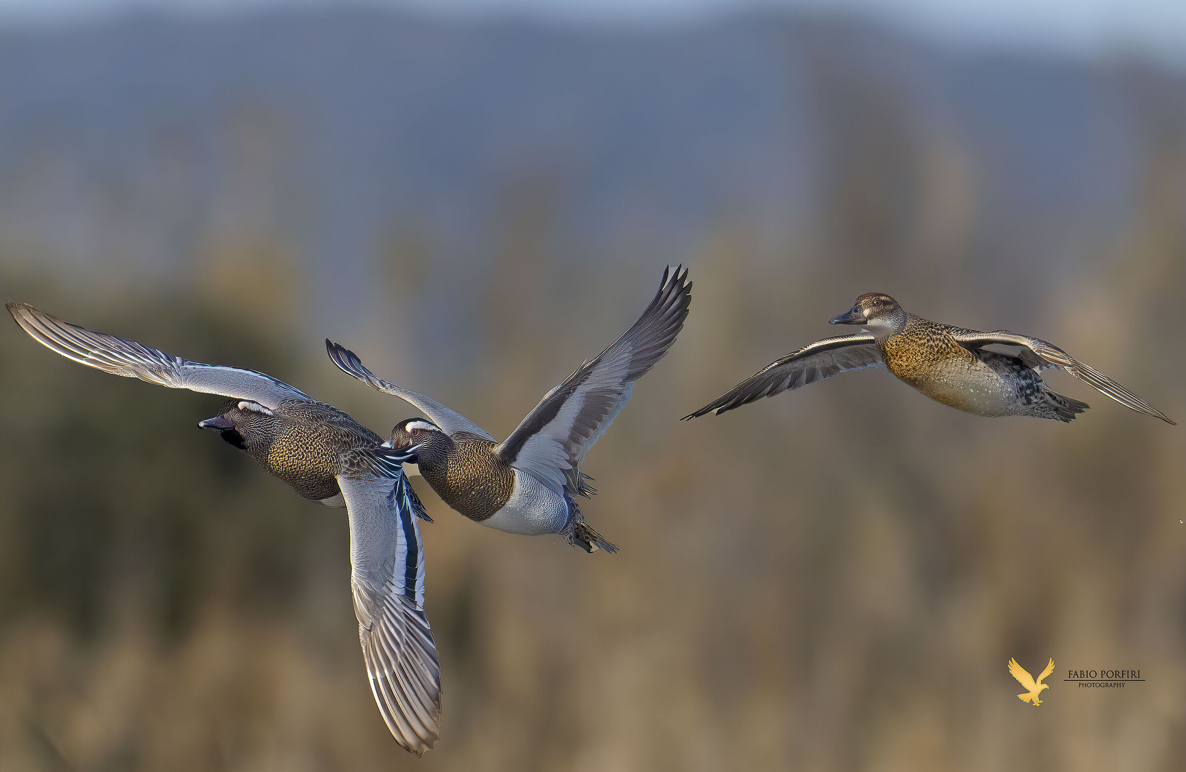la femmina guarda quasi sorridente